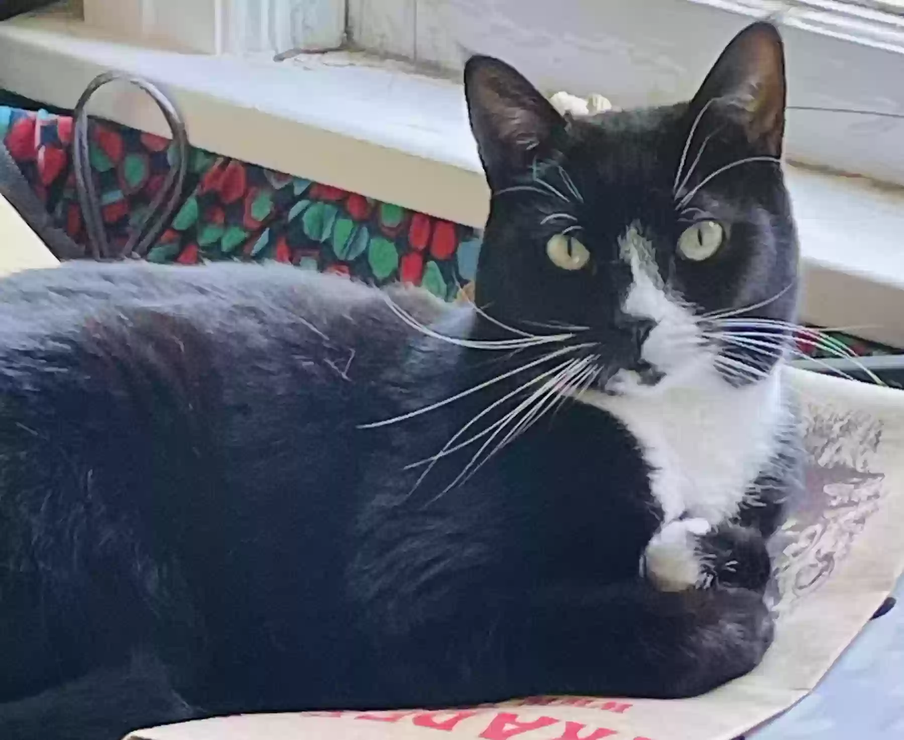 Lost cat in Portland, OR, 97232