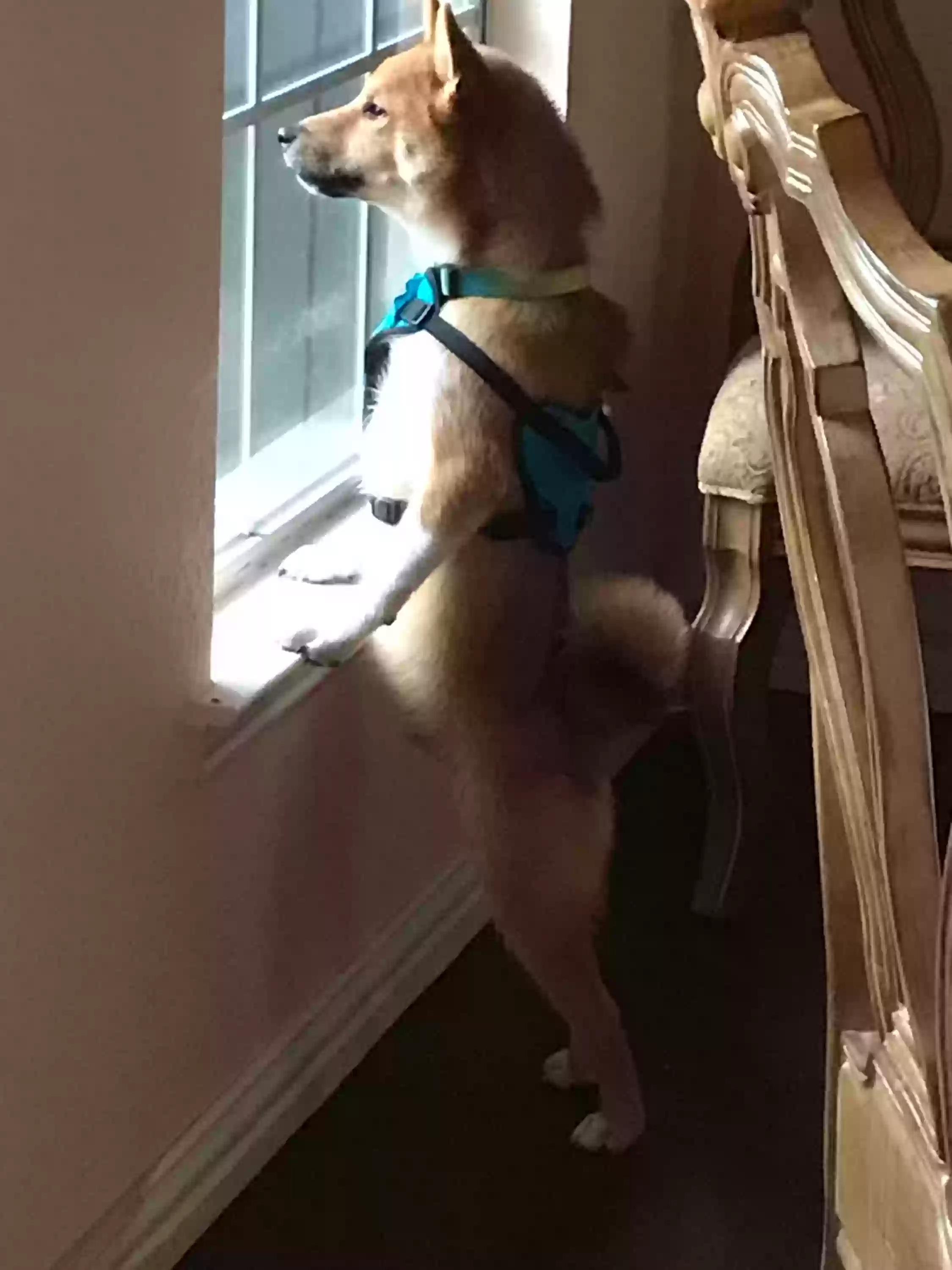 Lost dog in The Colony, TX, 75056