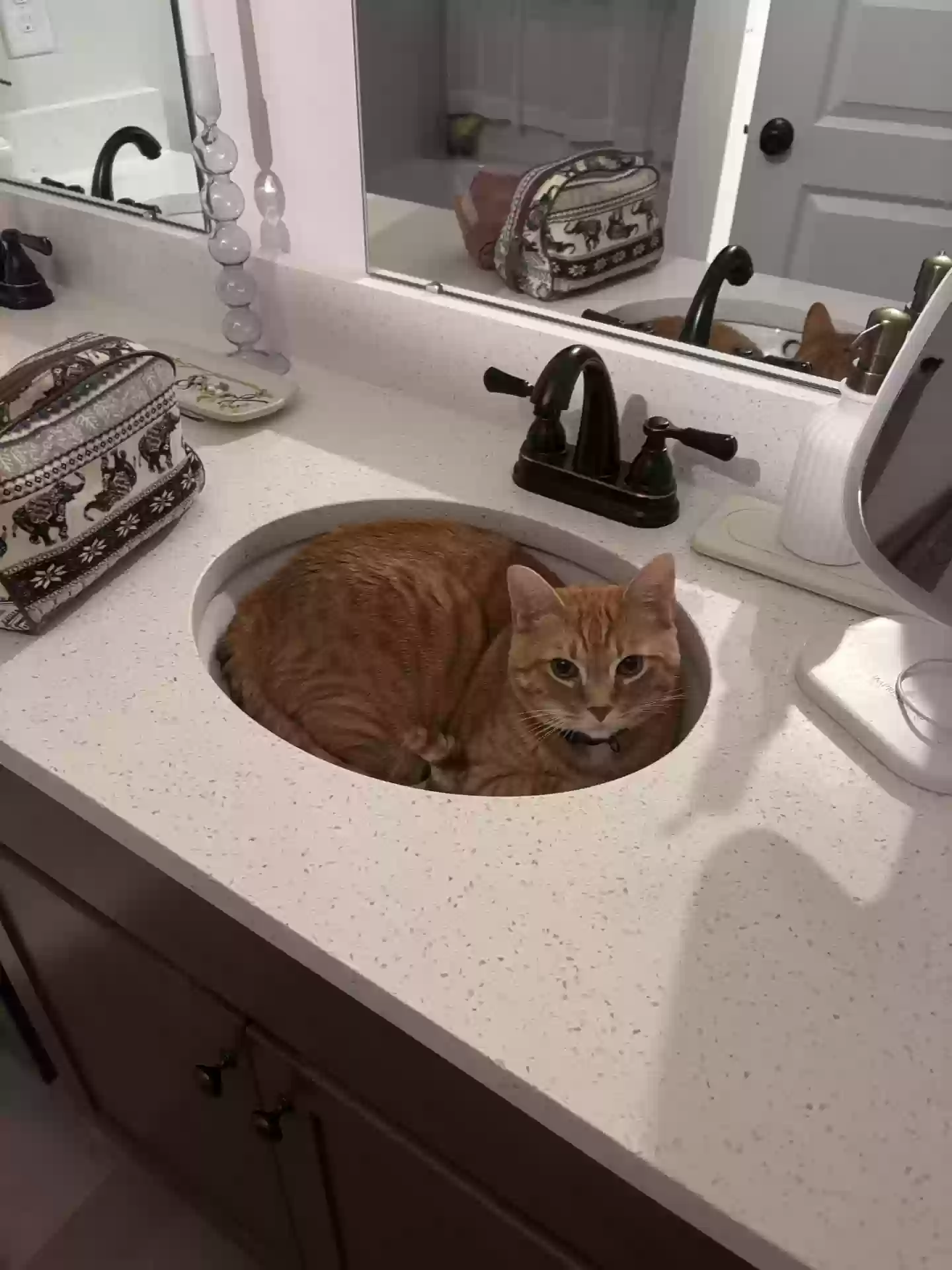 Lost cat in Athens, AL, 35613