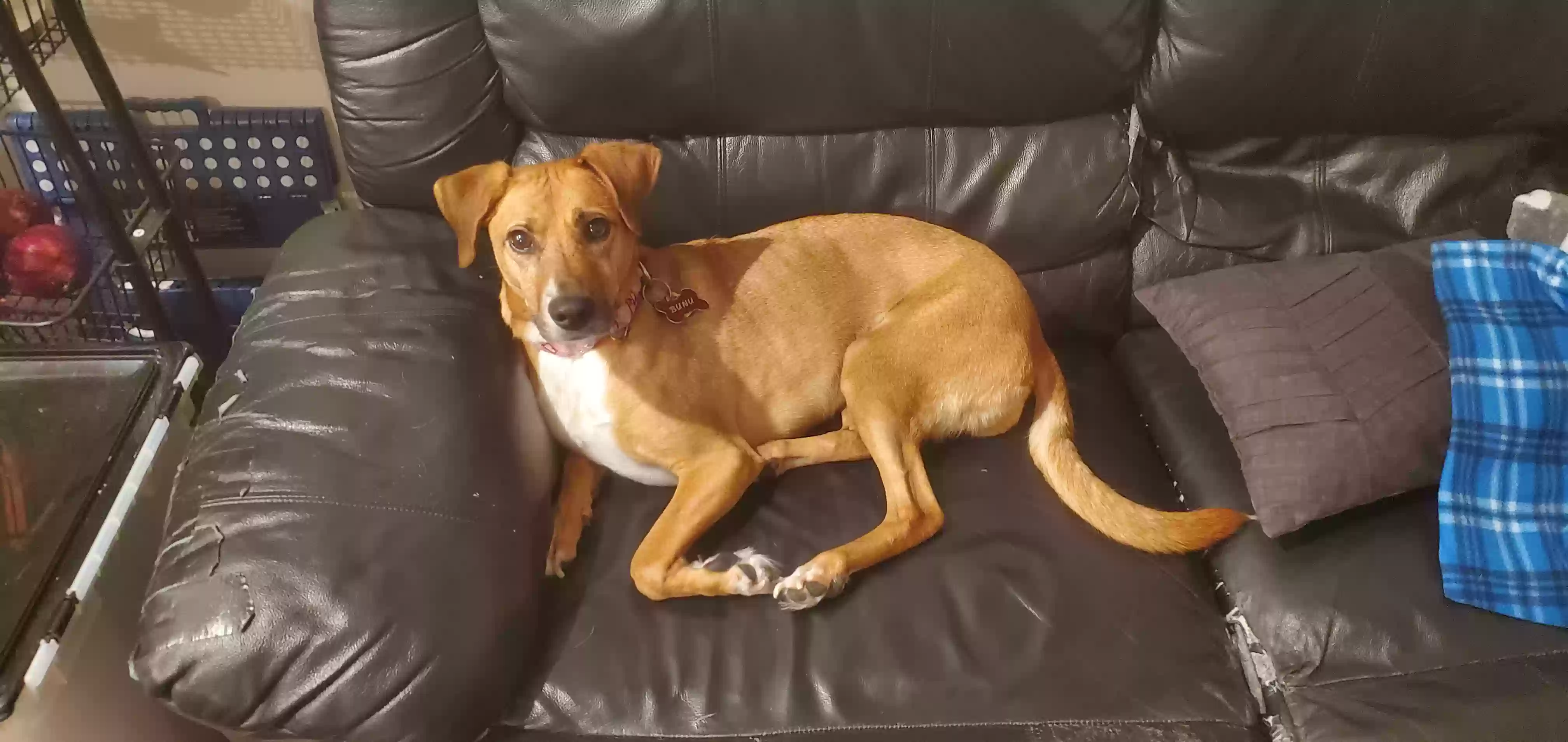 Lost dog in Hermitage, TN, 37076