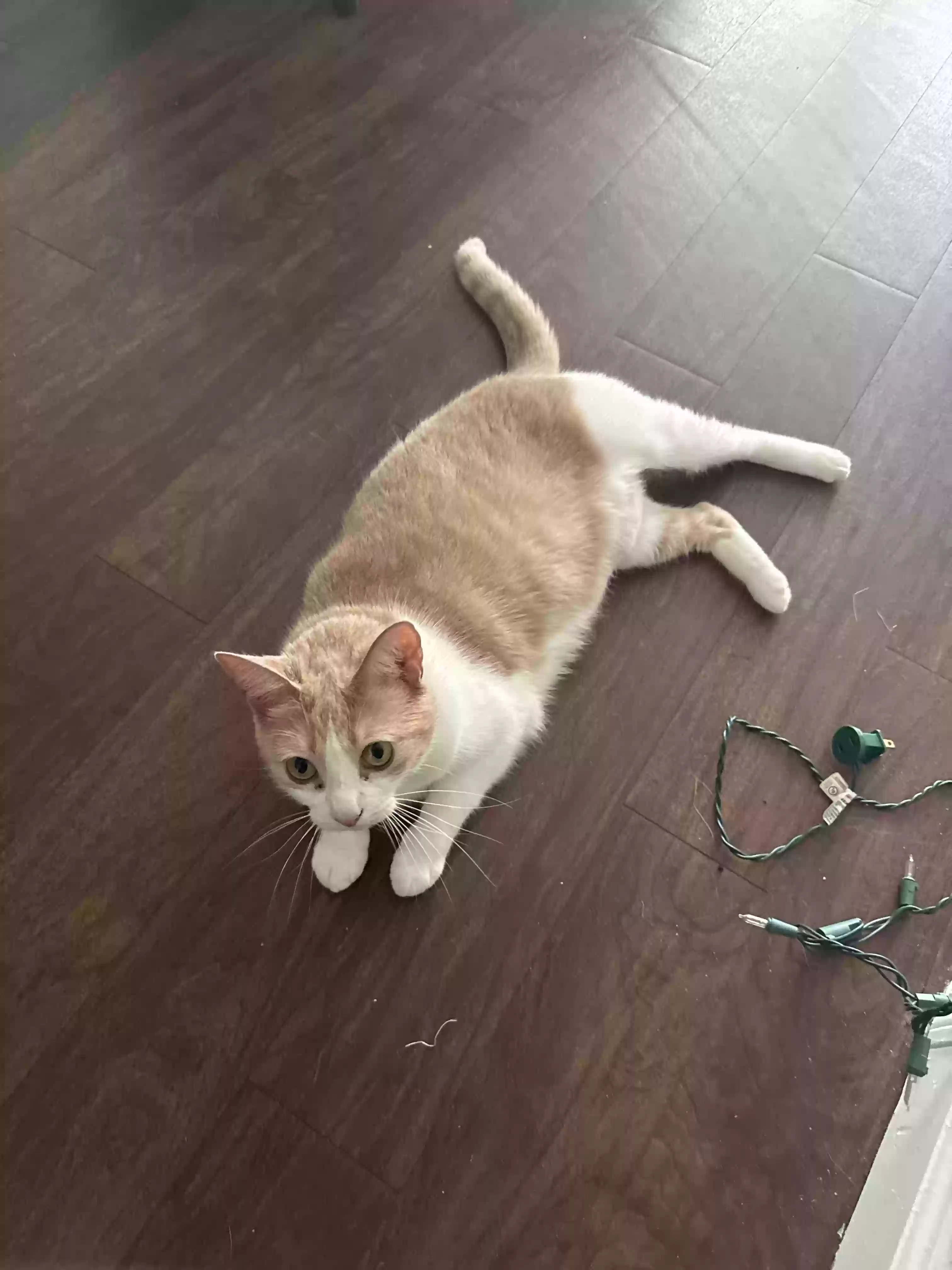 Lost cat in Tampa, FL, 33613