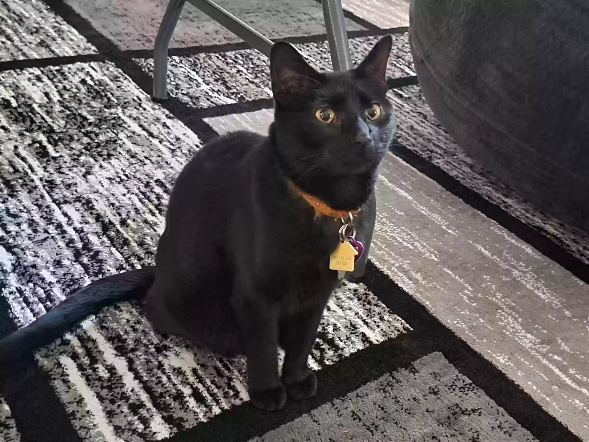 Lost cat in Saint Louis, MO, 63114