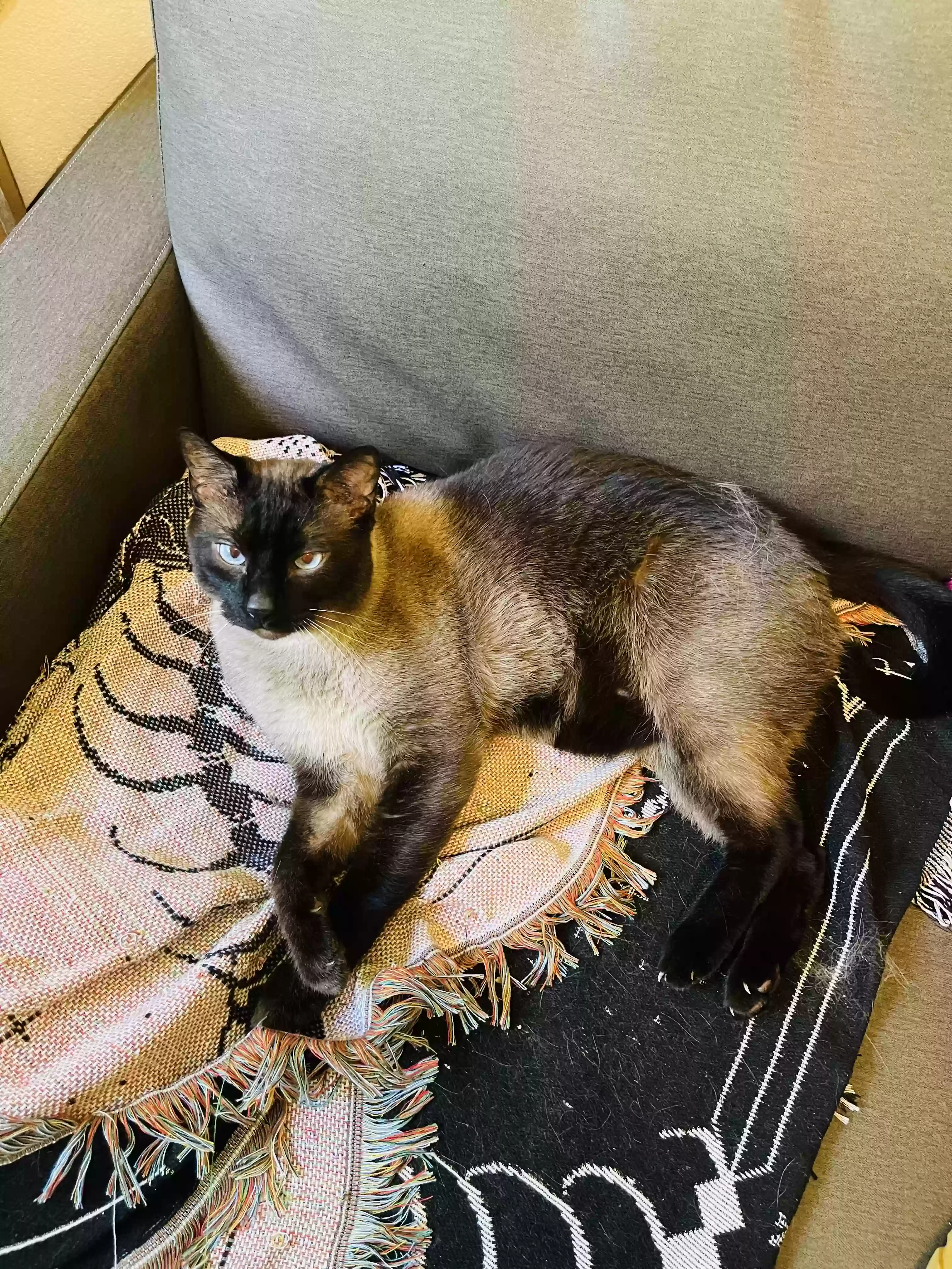 Lost cat in Salem, OR, 97301