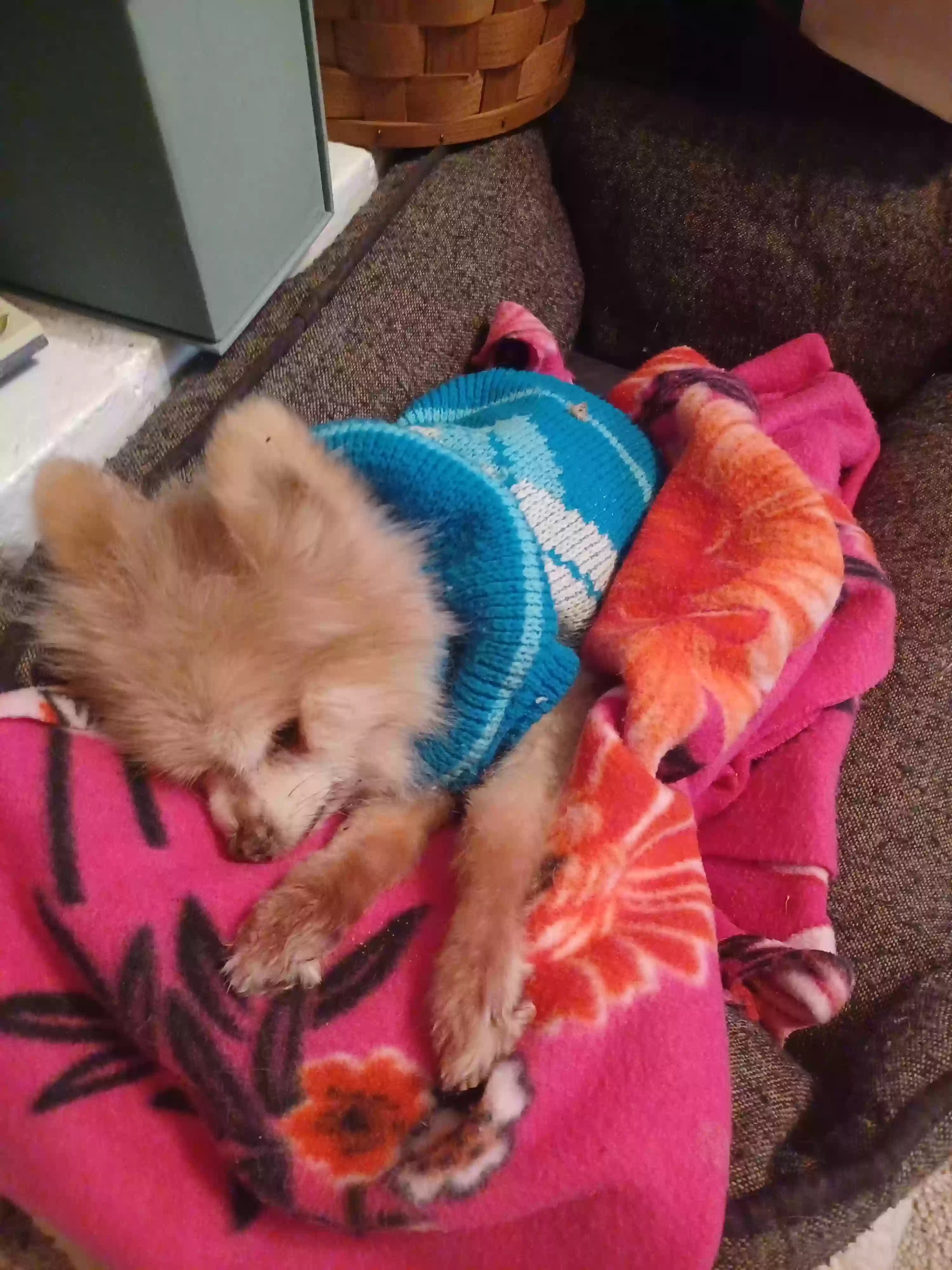 Lost dog in Columbus, OH, 43229