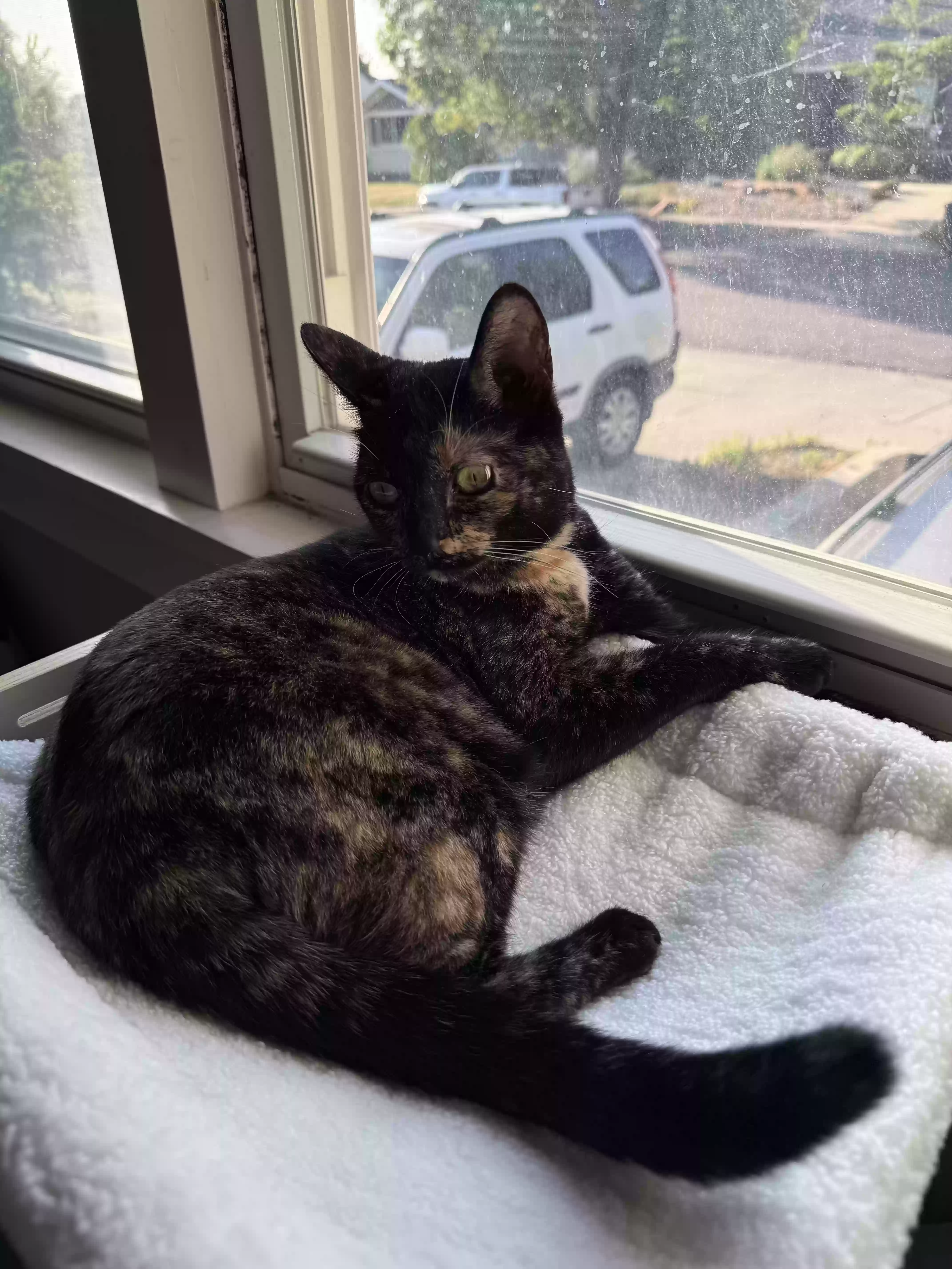 Lost cat in Salt Lake City, UT, 84105