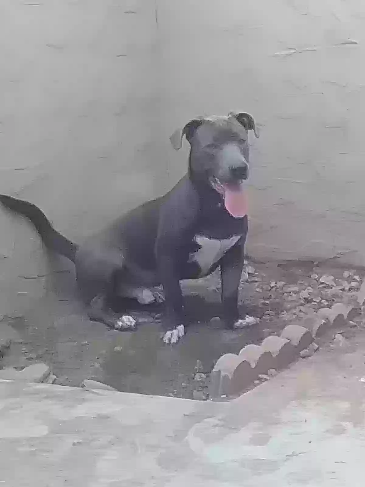 Lost dog in Phoenix, AZ, 85019