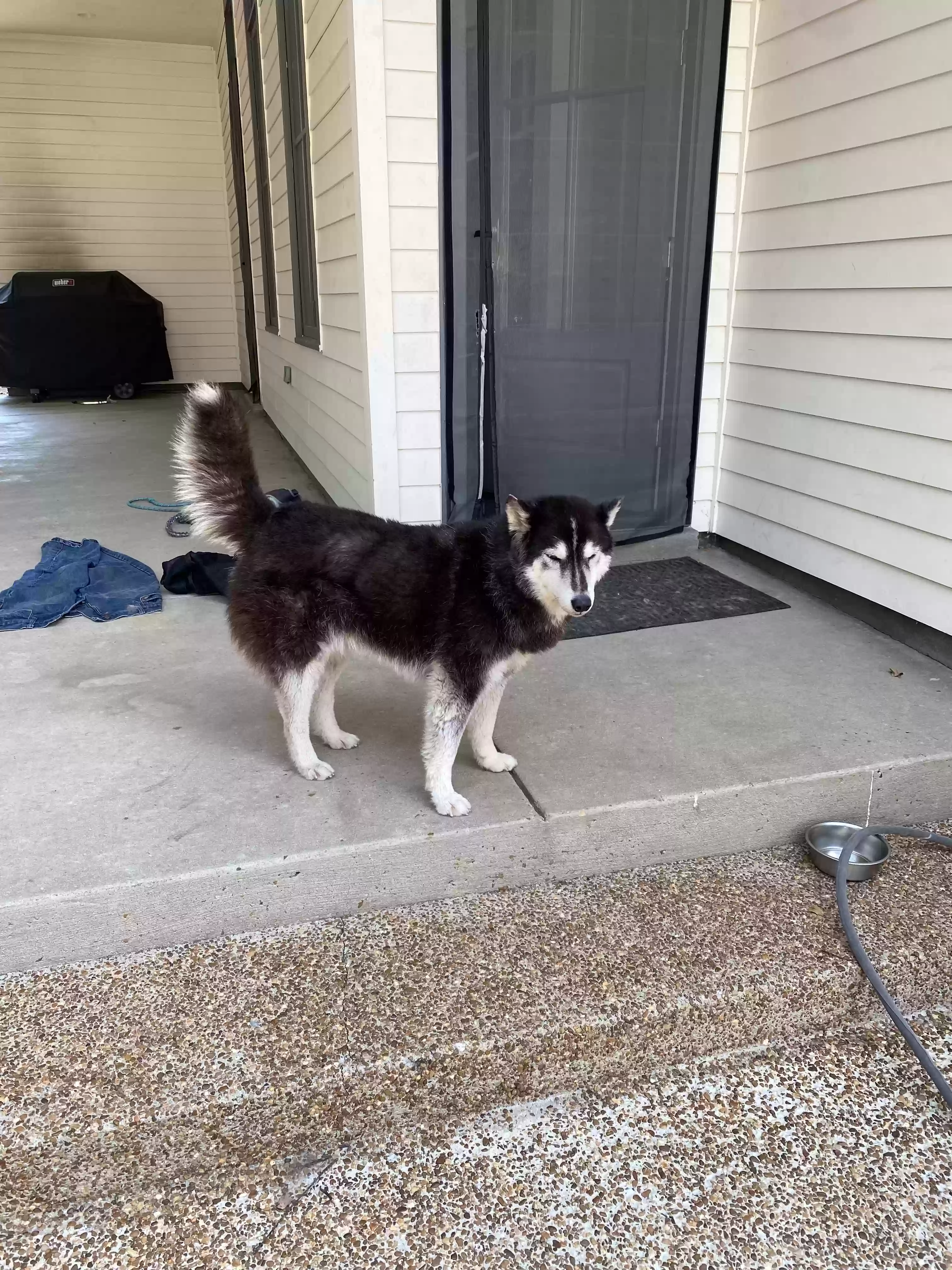 Lost dog in Memphis, TN, 38111