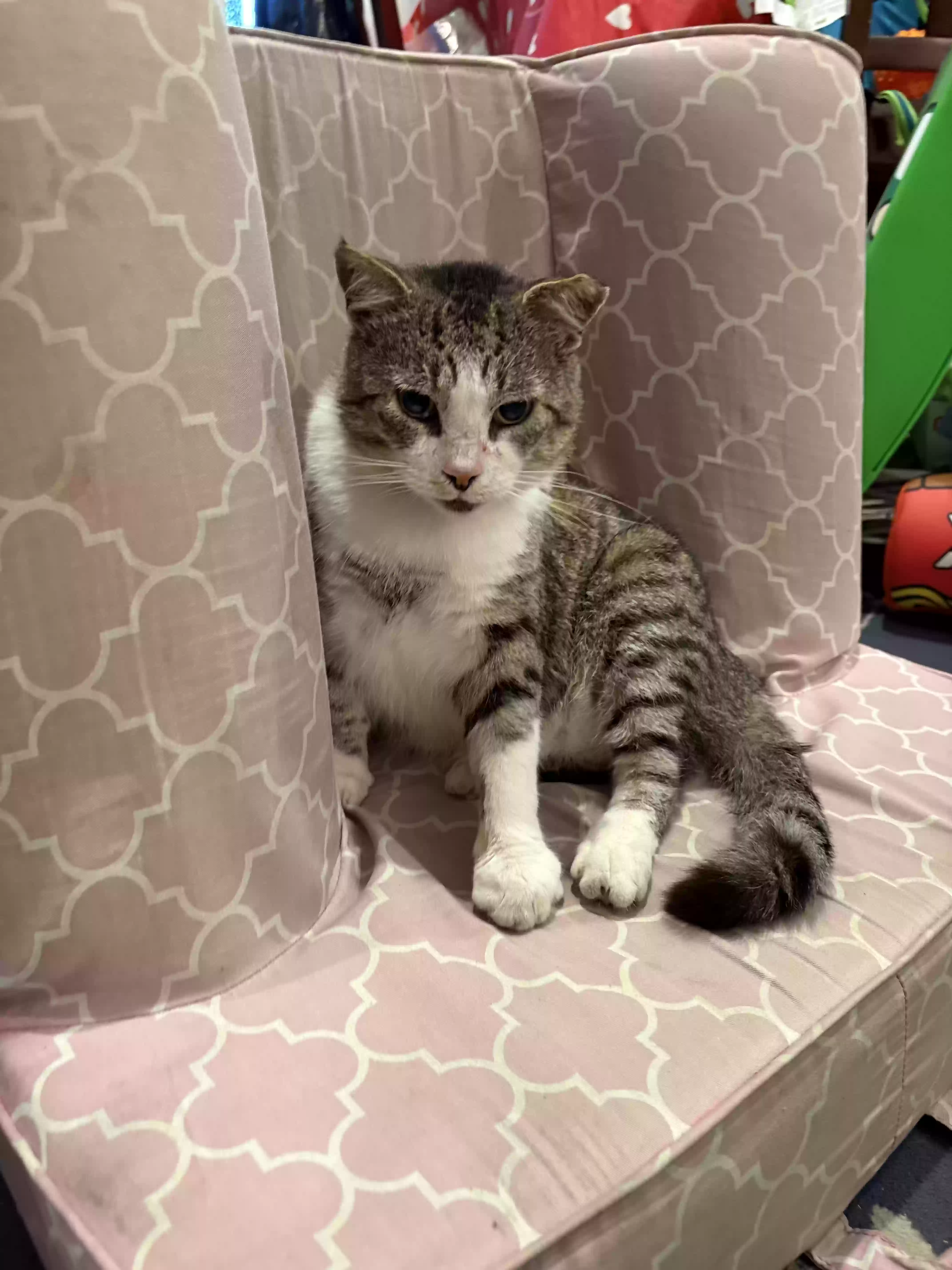Lost cat in Fort Lauderdale, FL, 33325