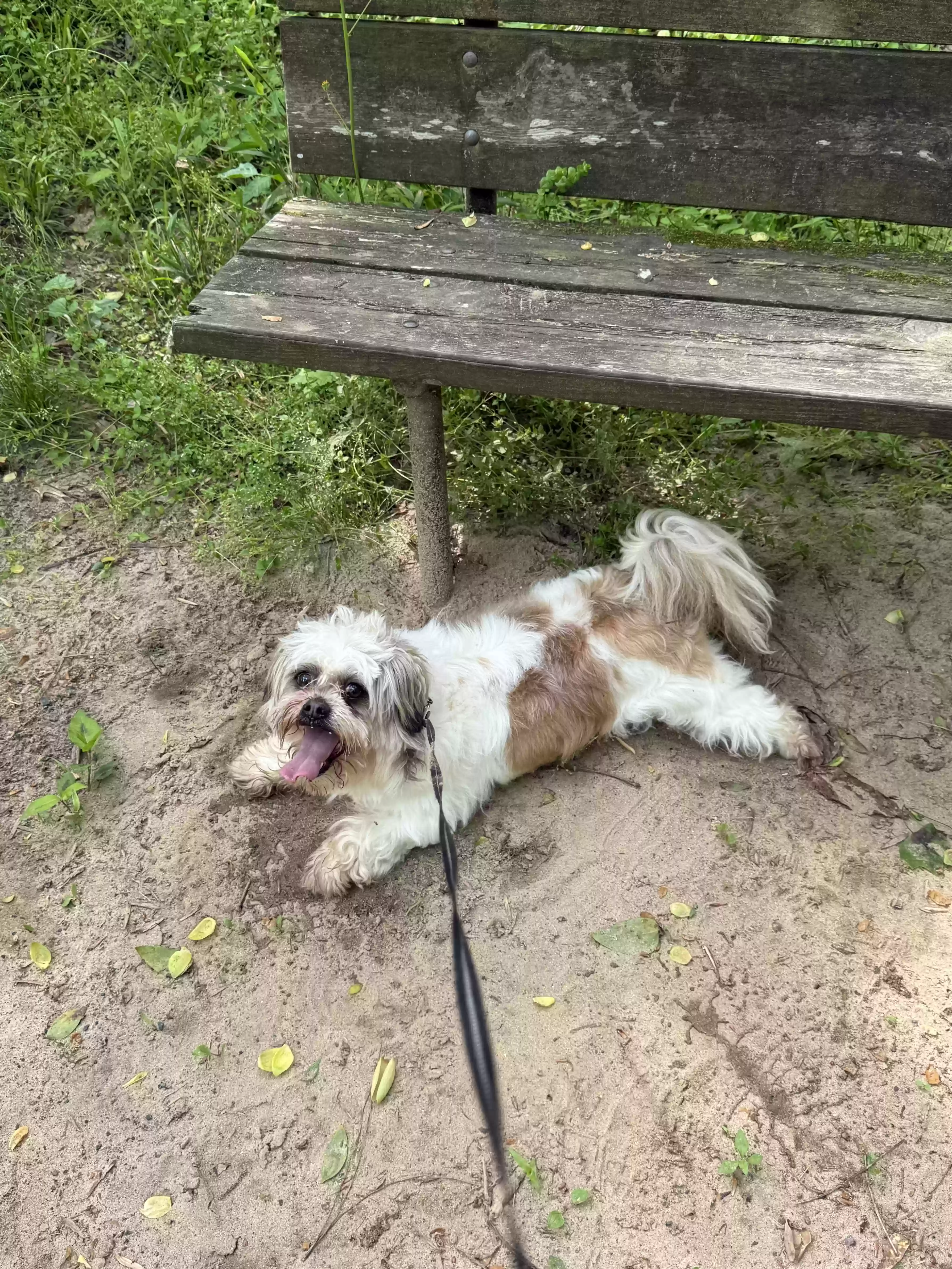 Lost dog in Lancaster, SC, 29720