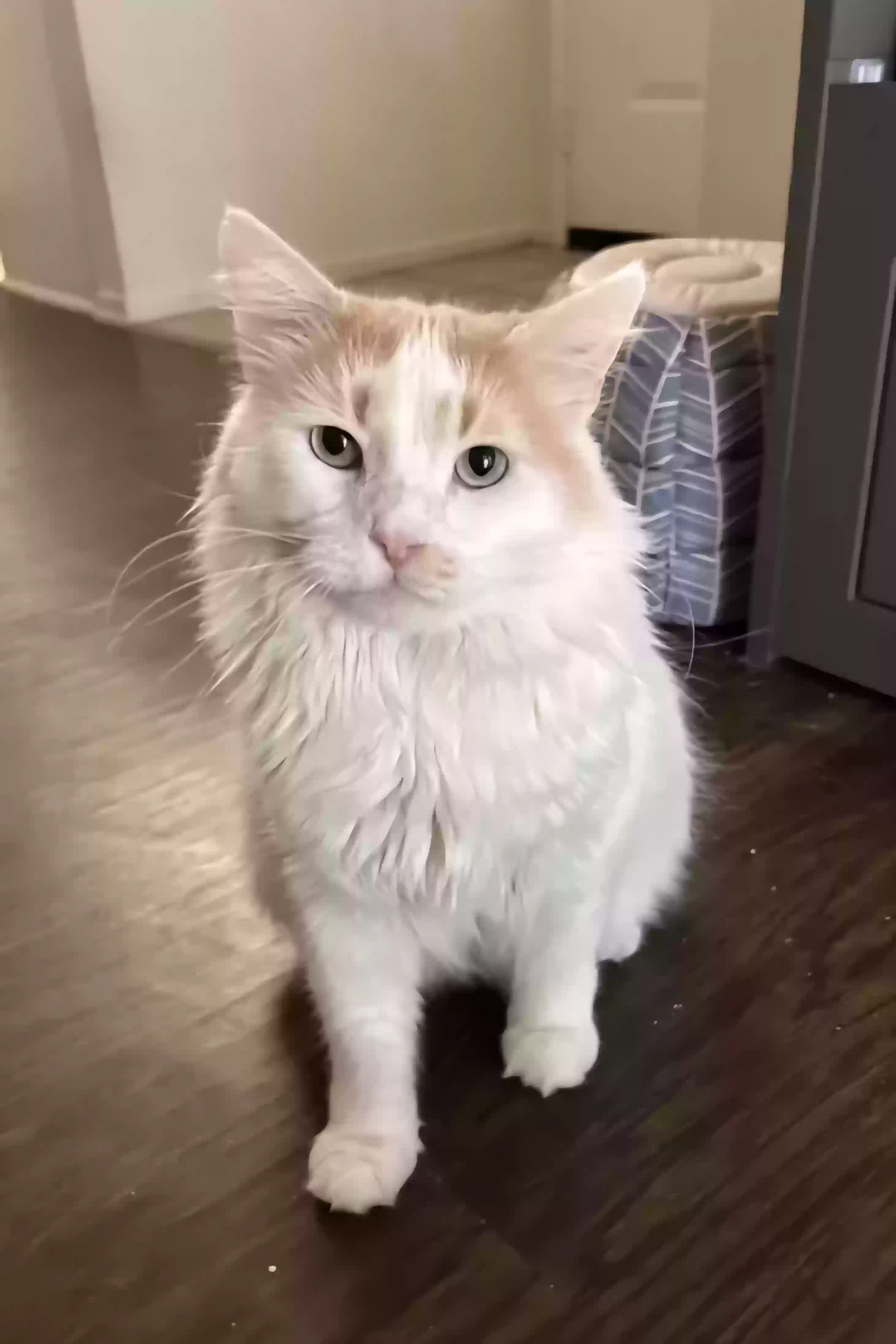 Lost cat in Redlands, CA, 92373