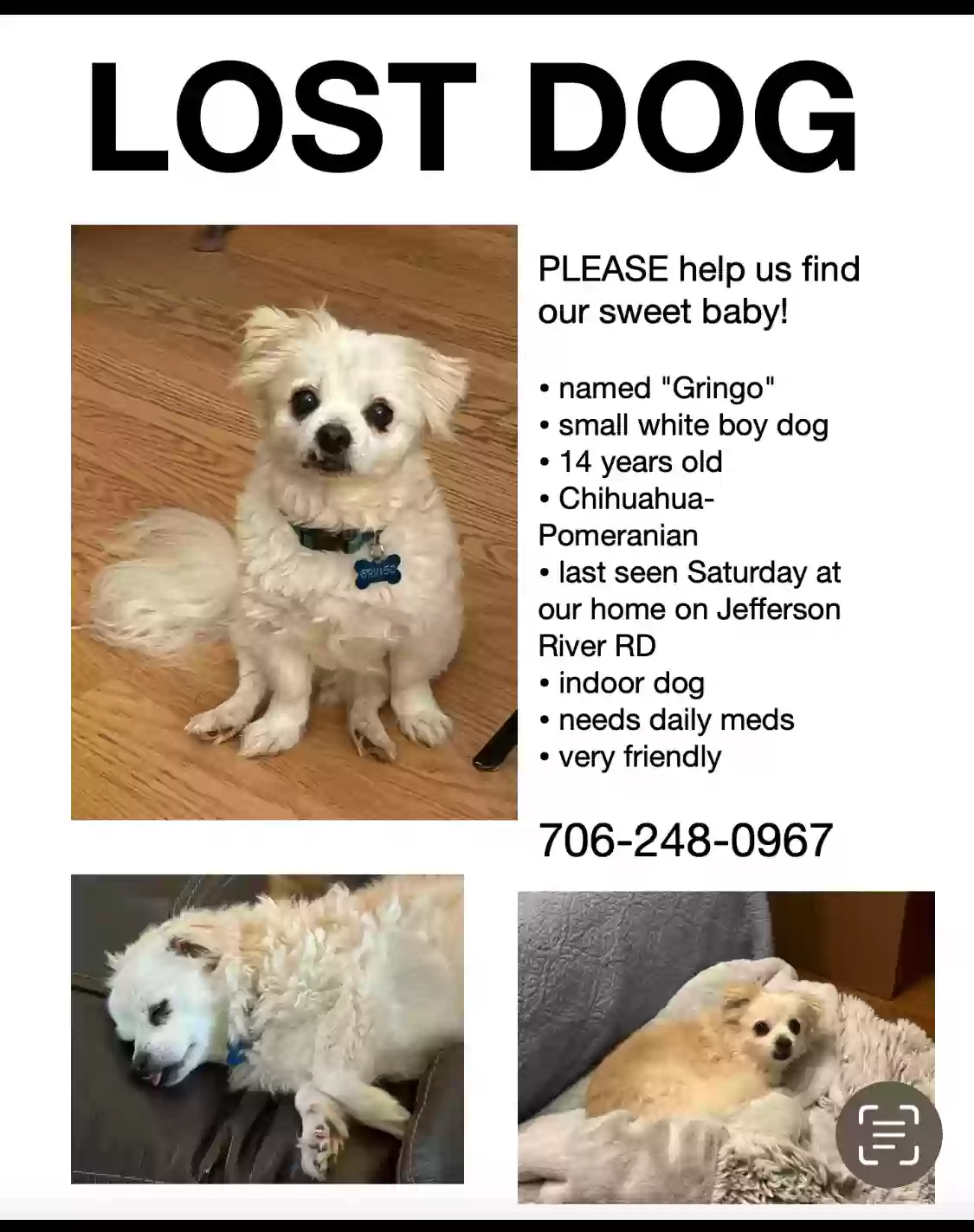 Lost dog in Athens, GA, 30607
