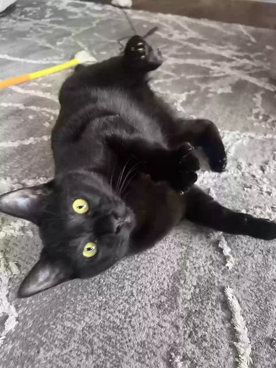 Lost cat in Kingston, WA, 98346
