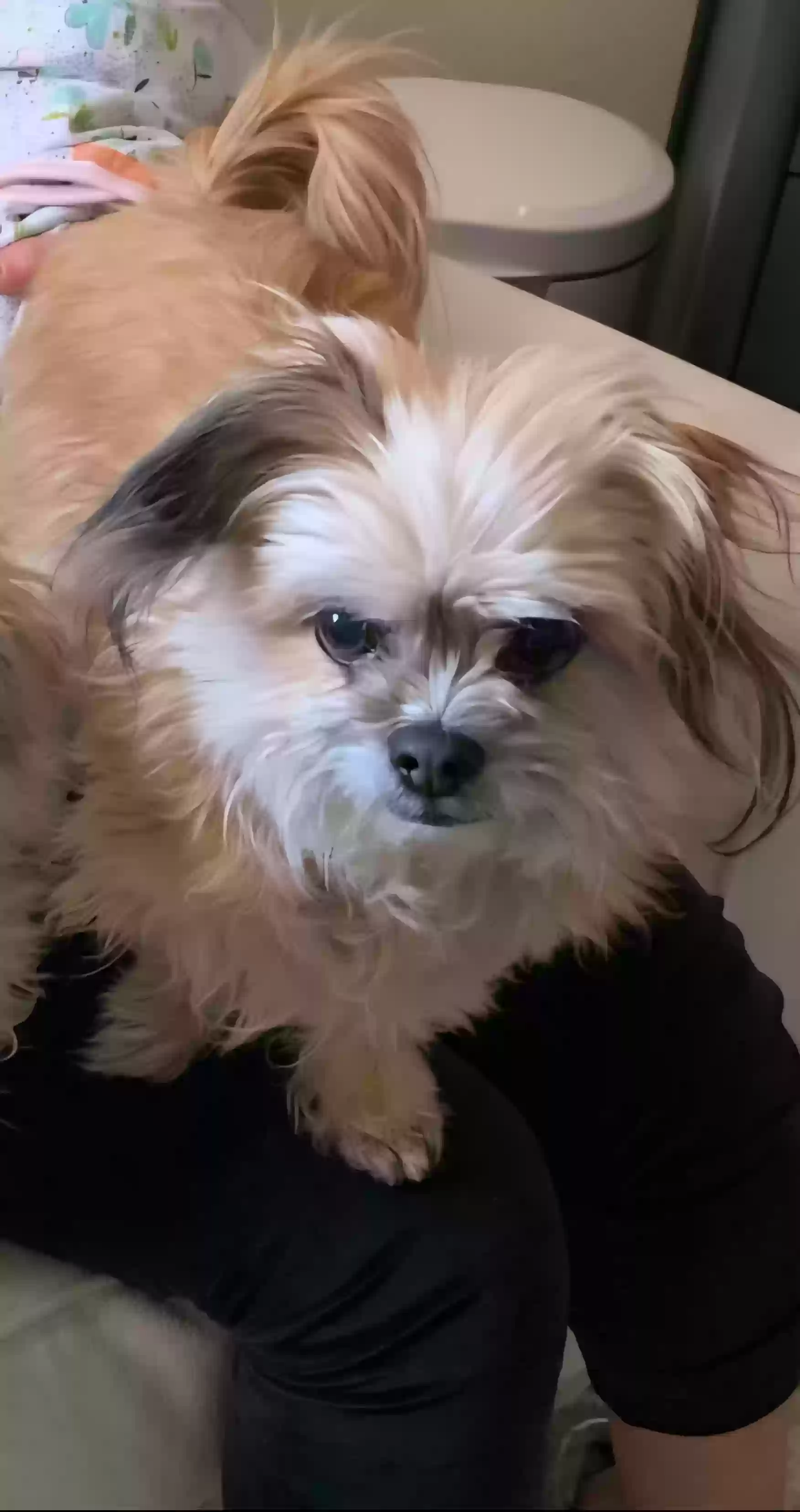 Lost dog in Englewood, CO, 80111