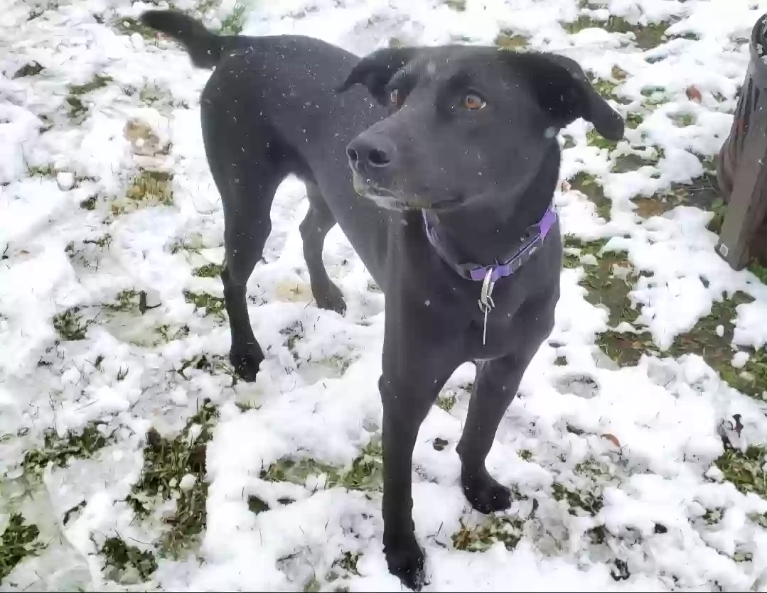 Lost dog in Springfield, OH, 45505