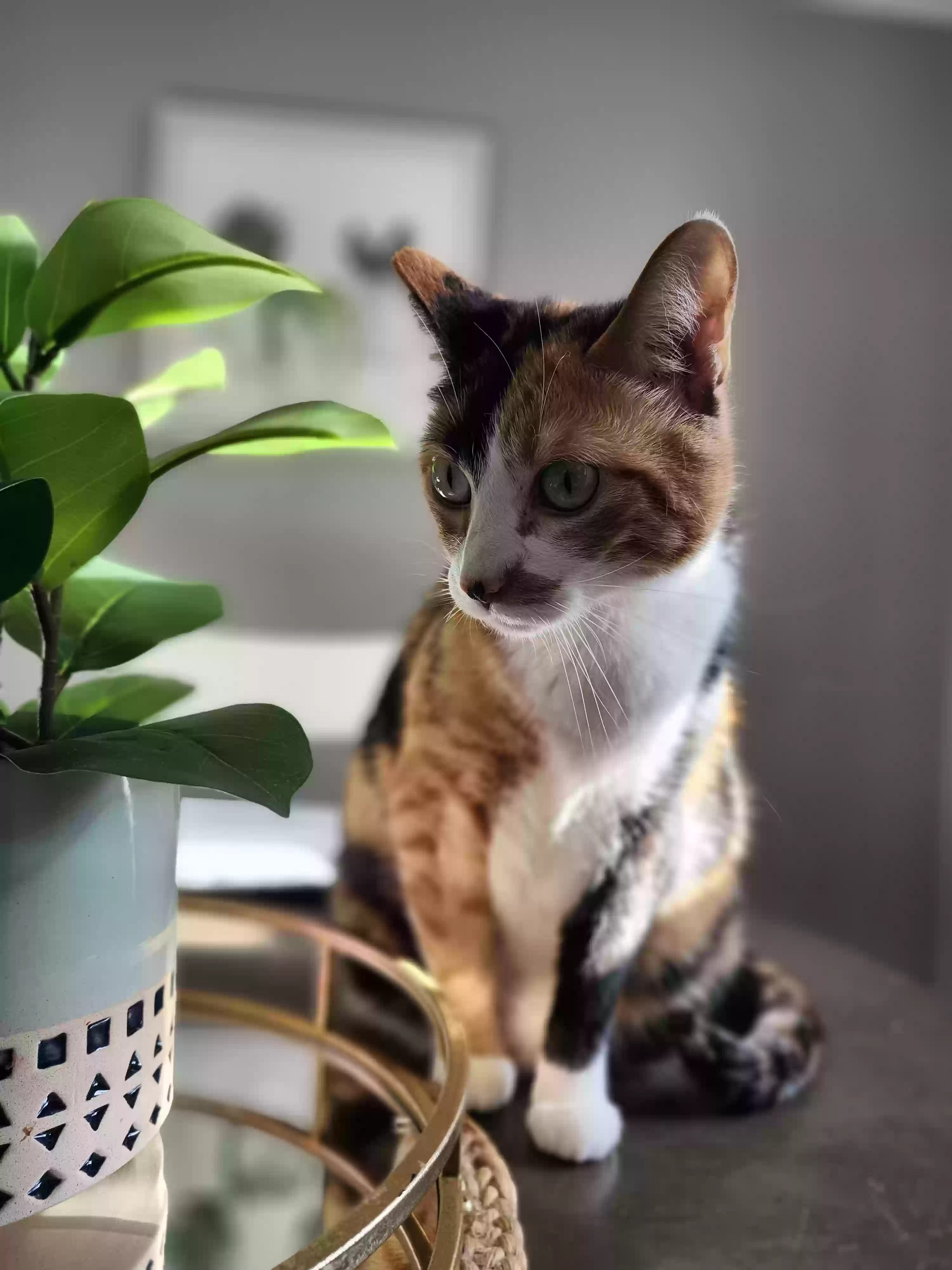 Lost cat in Enfield, CT, 6082