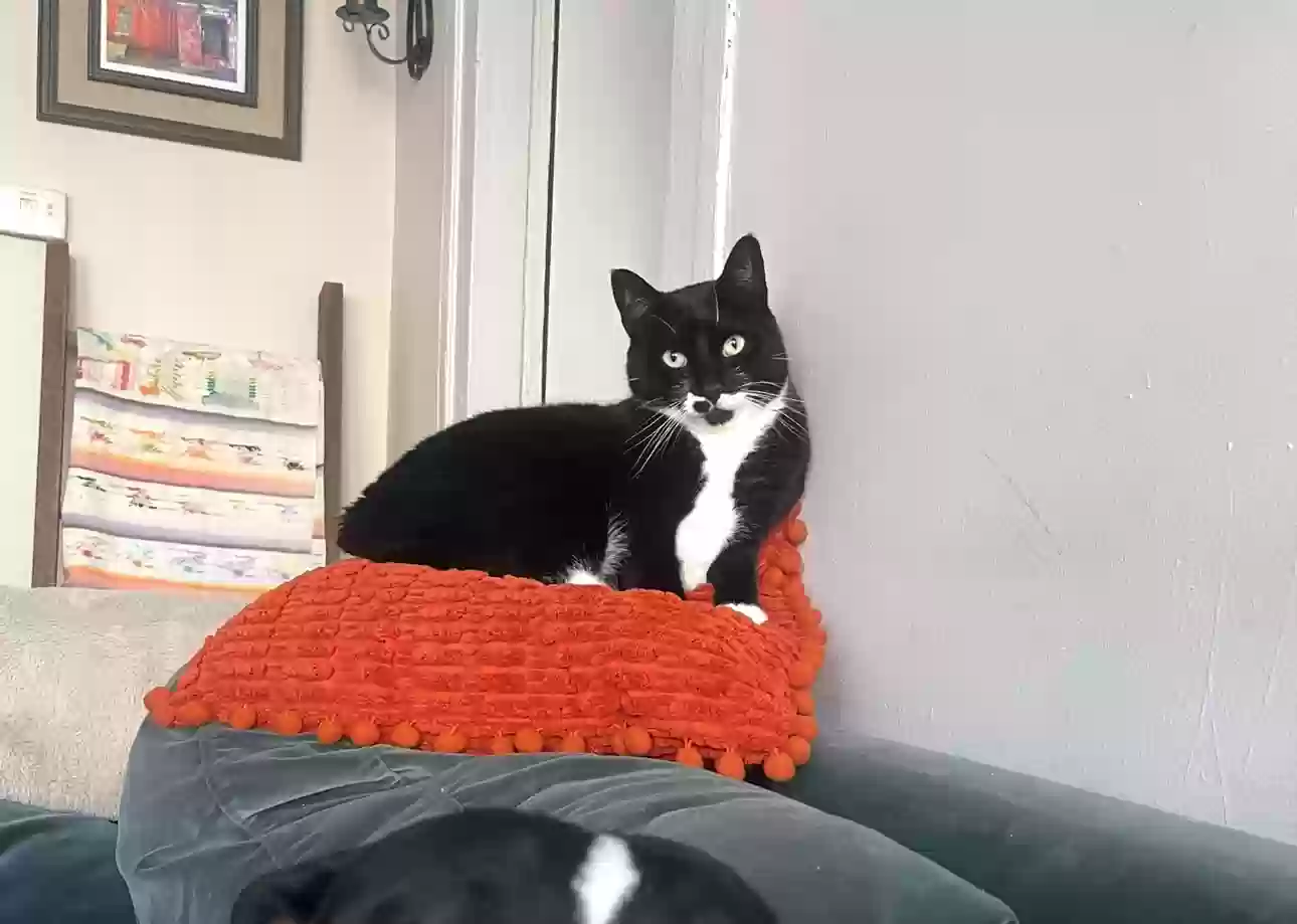 Lost cat in Buffalo, NY, 14210
