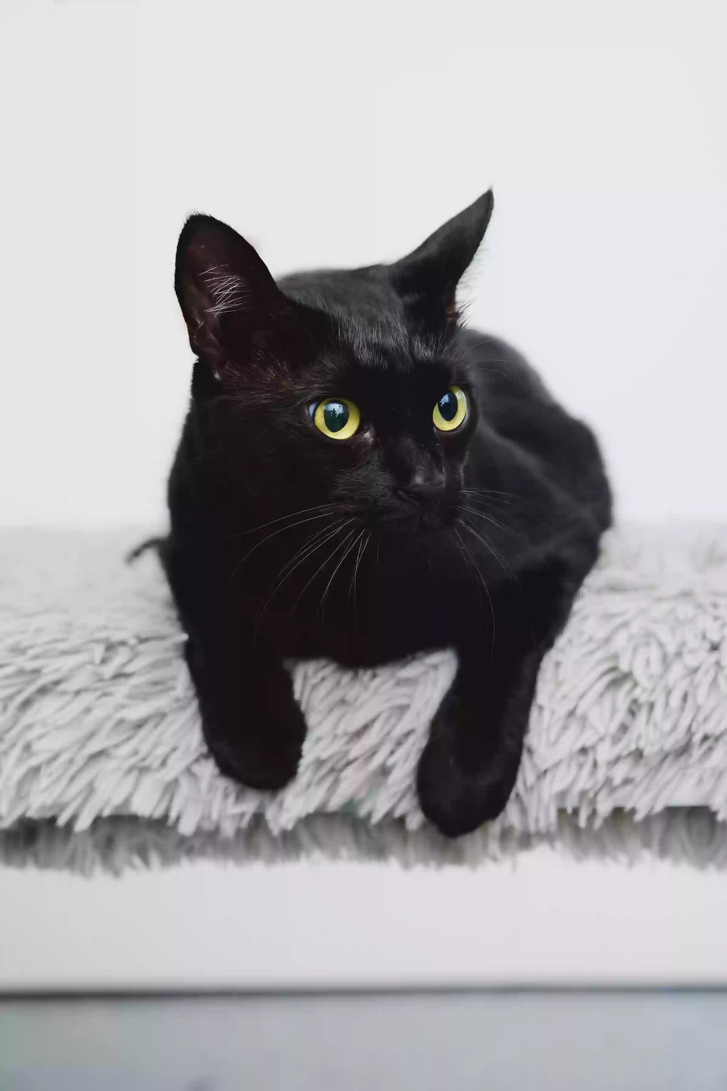 Lost cat in Honolulu, HI, 96817