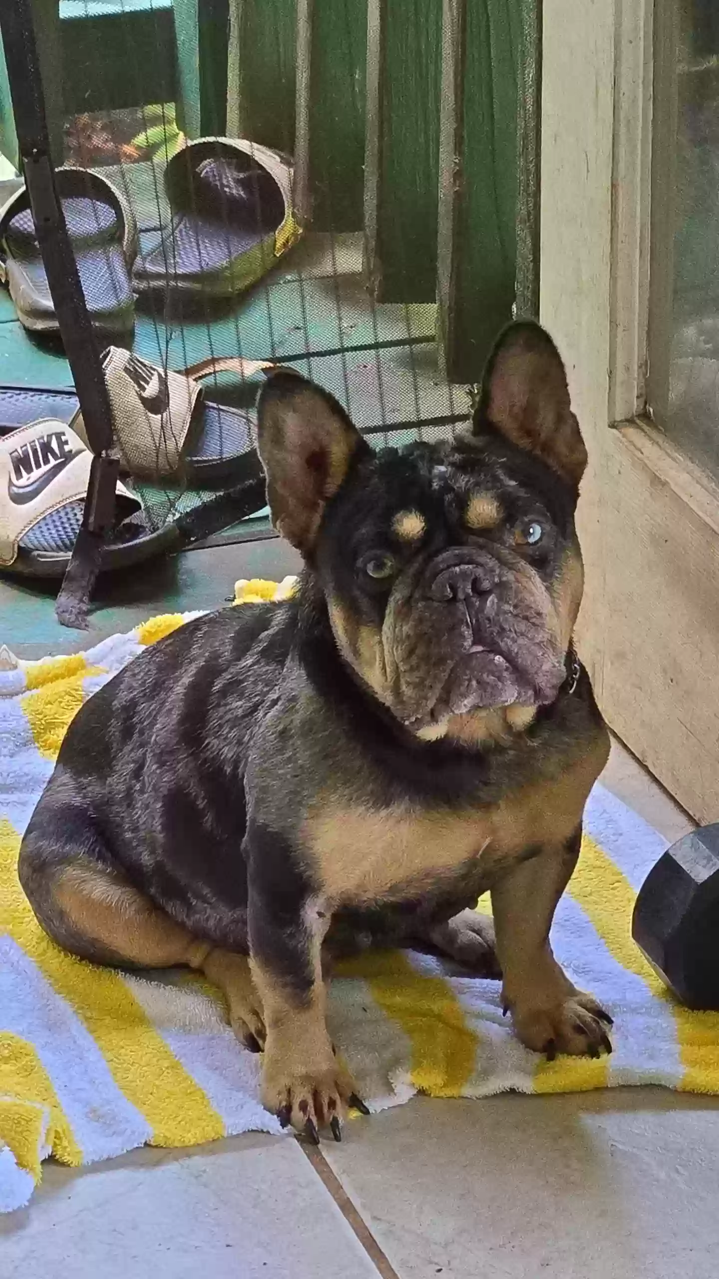 Lost dog in Honolulu, HI, 96822