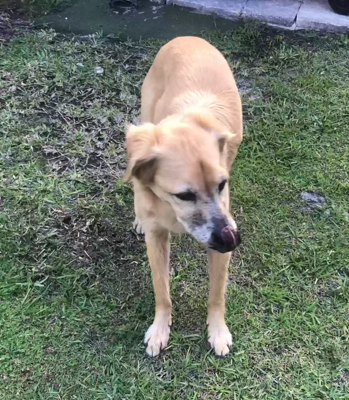 Lost dog in Melbourne Beach, FL, 32951
