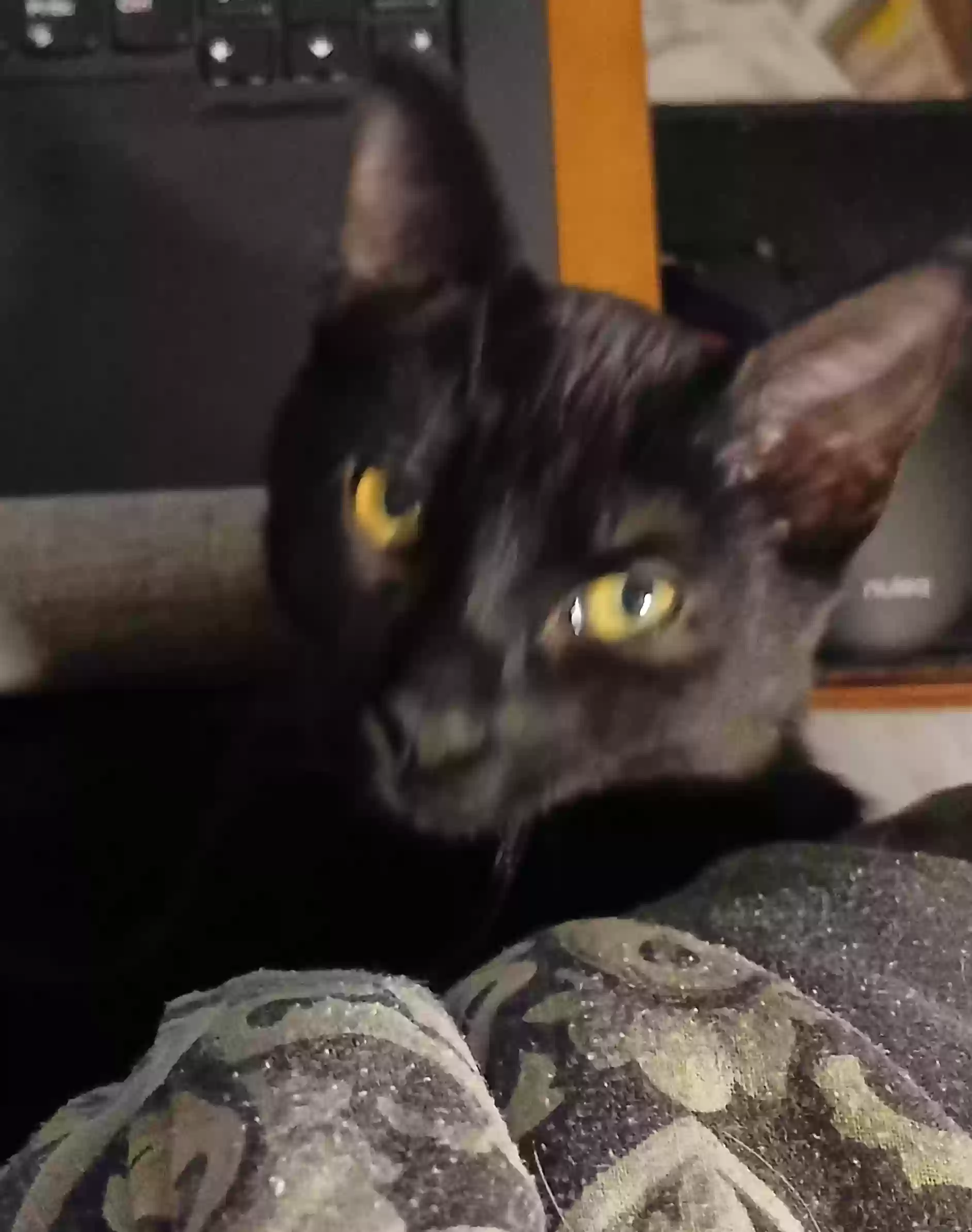 Lost cat in Fort Worth, TX, 76112