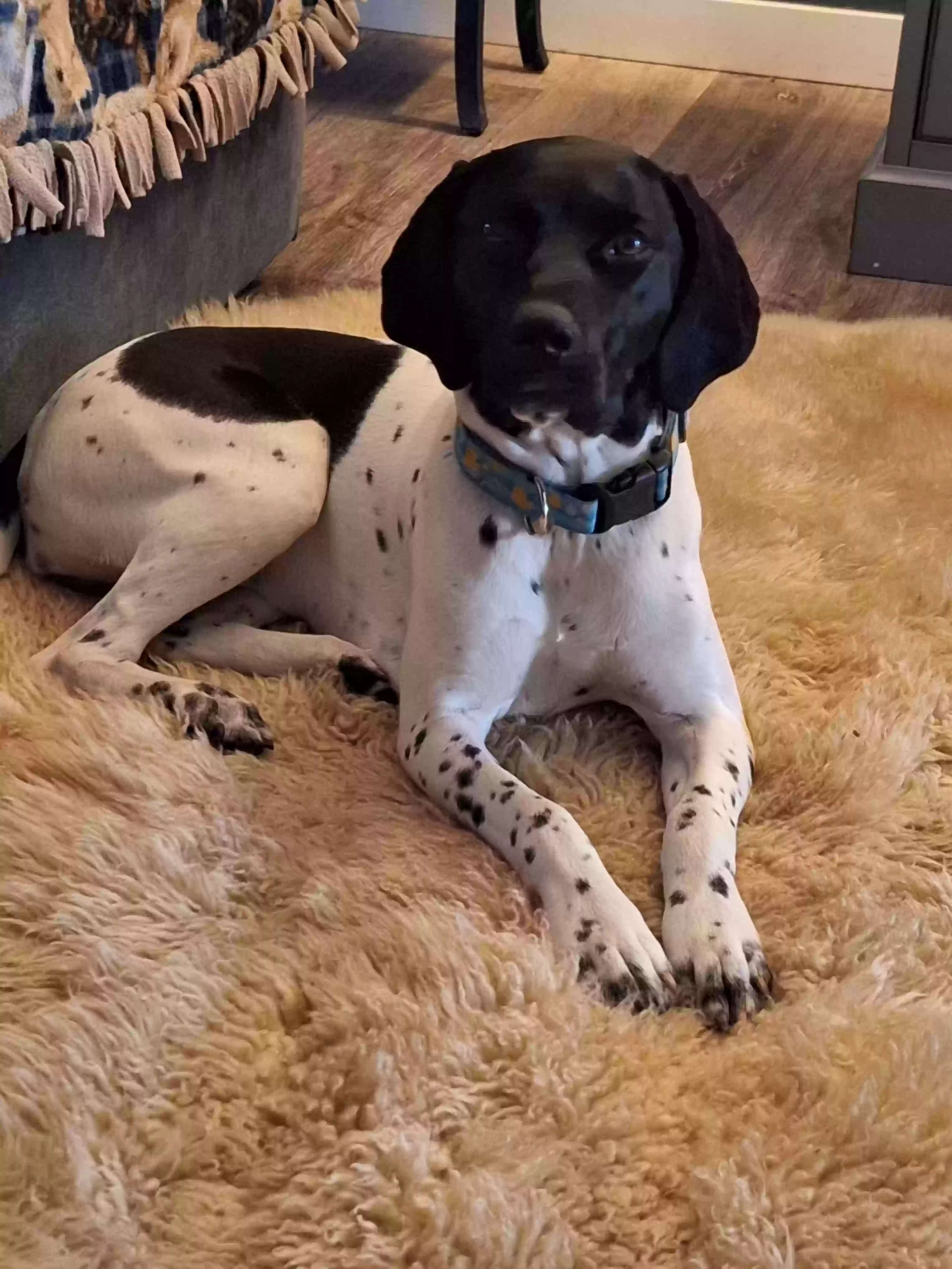 Lost dog in Stanwood, WA, 98292