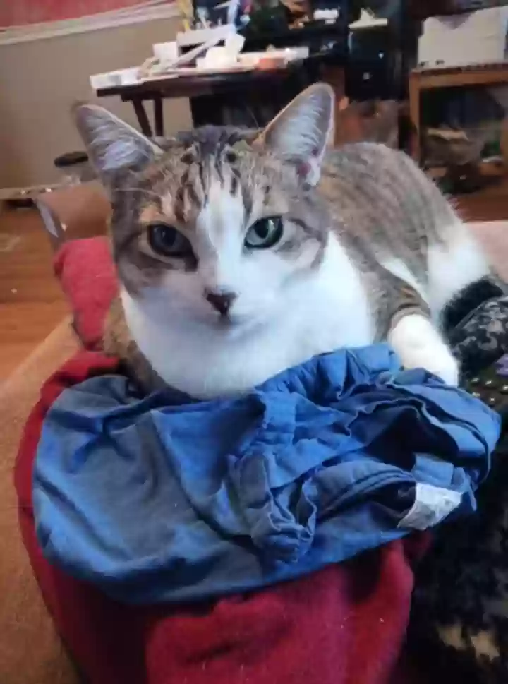 Lost cat in Milwaukee, WI, 53219