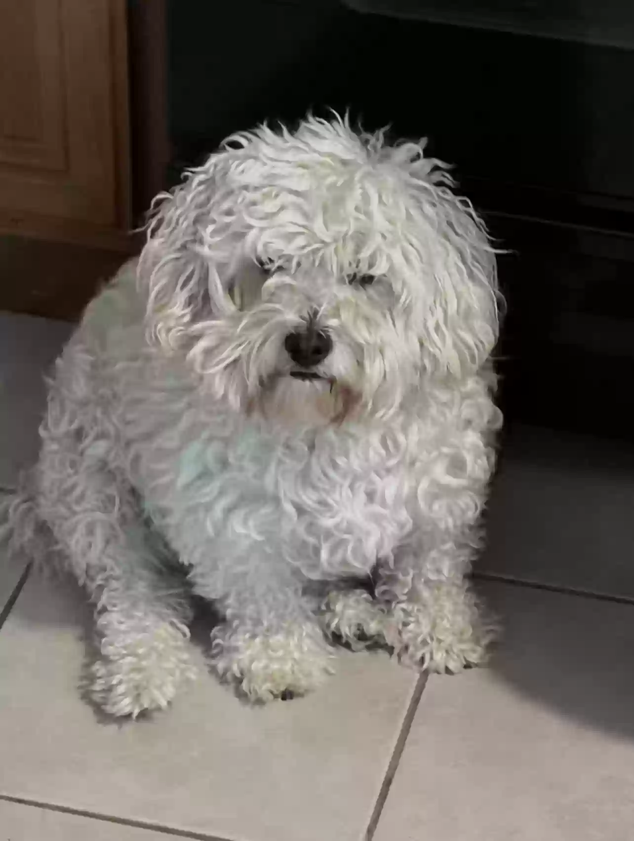 Lost dog in Perris, CA, 92571