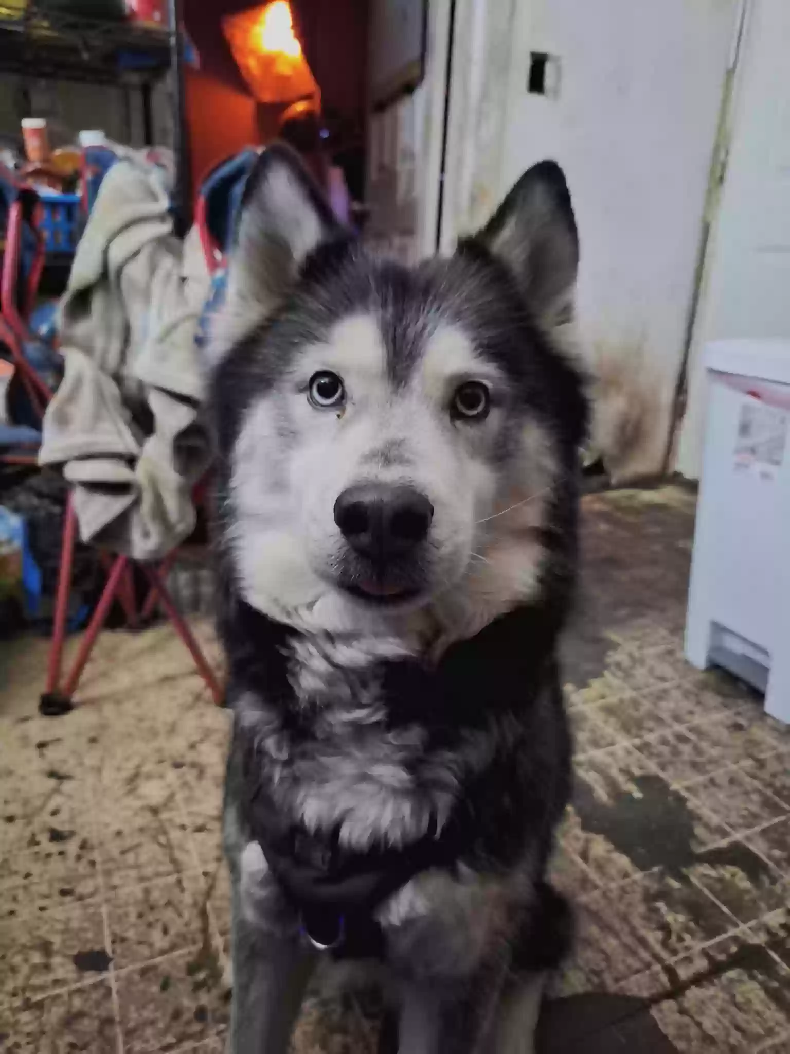Lost dog in Rochester, NY, 14606
