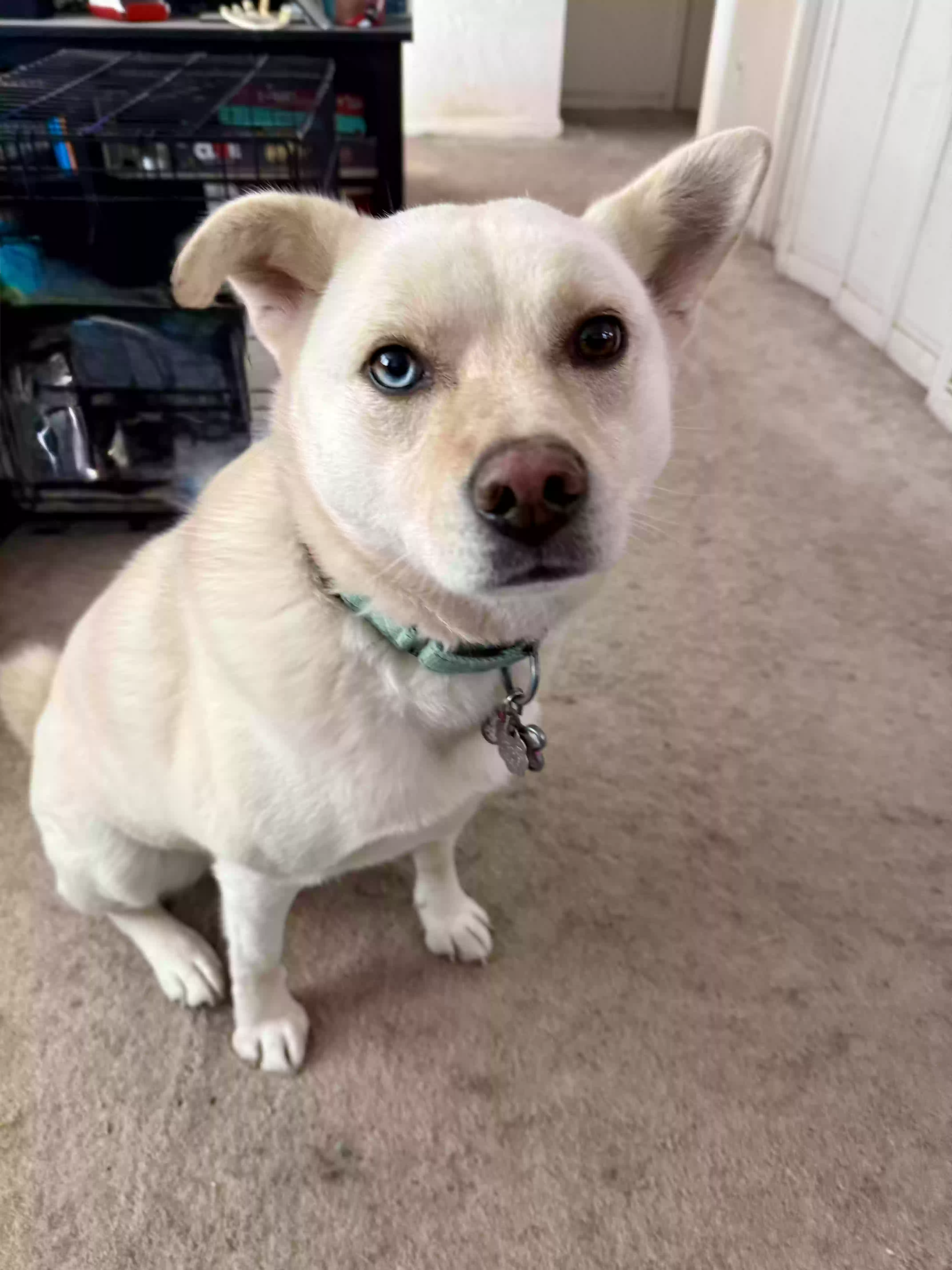 Lost dog in Shrewsbury, MA, 1545