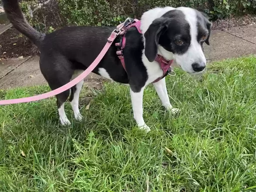 Lost dog in White Plains, NY, 10601