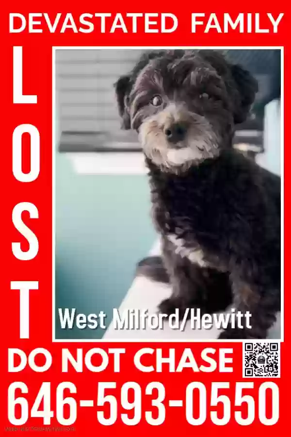 Lost dog in Hewitt, NJ, 7421
