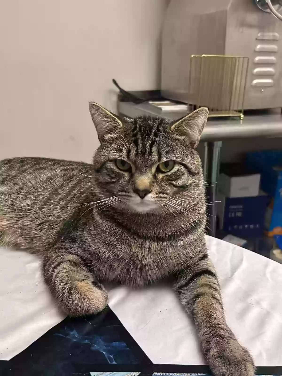 Lost cat in Henrico, VA, 23233