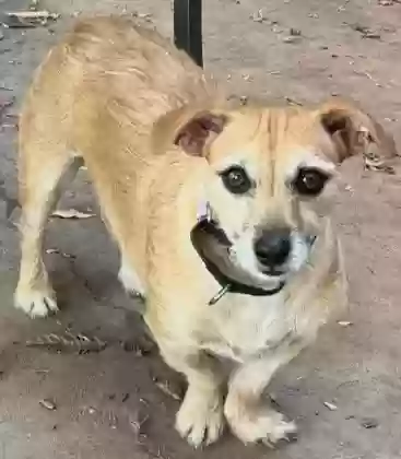 Lost dog in Fresno, CA, 93705