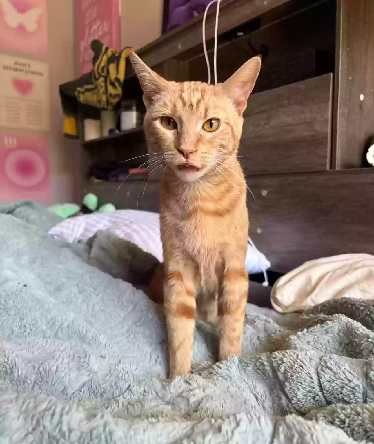 Lost cat in Lake Worth, FL, 33467