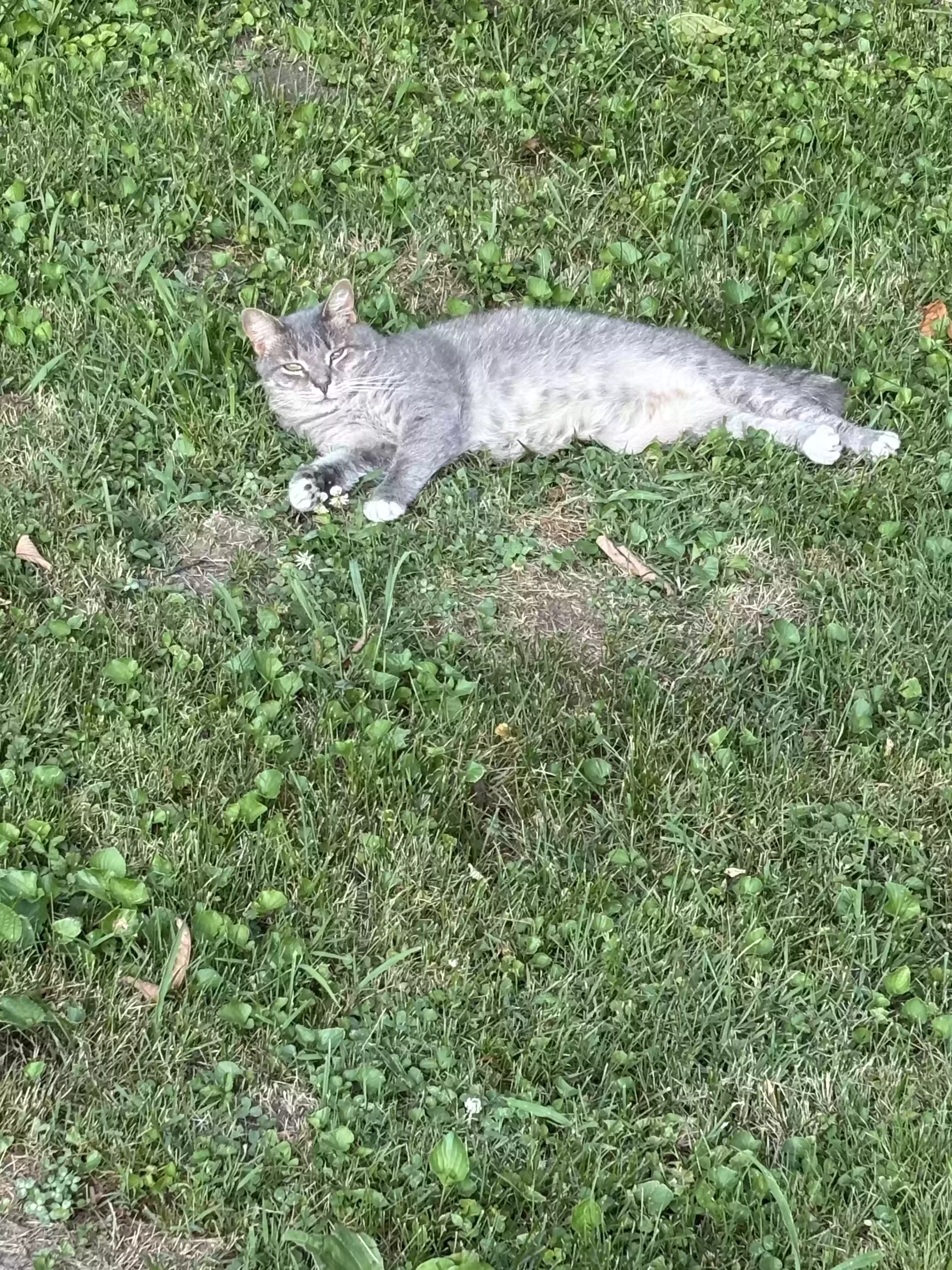 Lost cat in Kansas City, MO, 64138