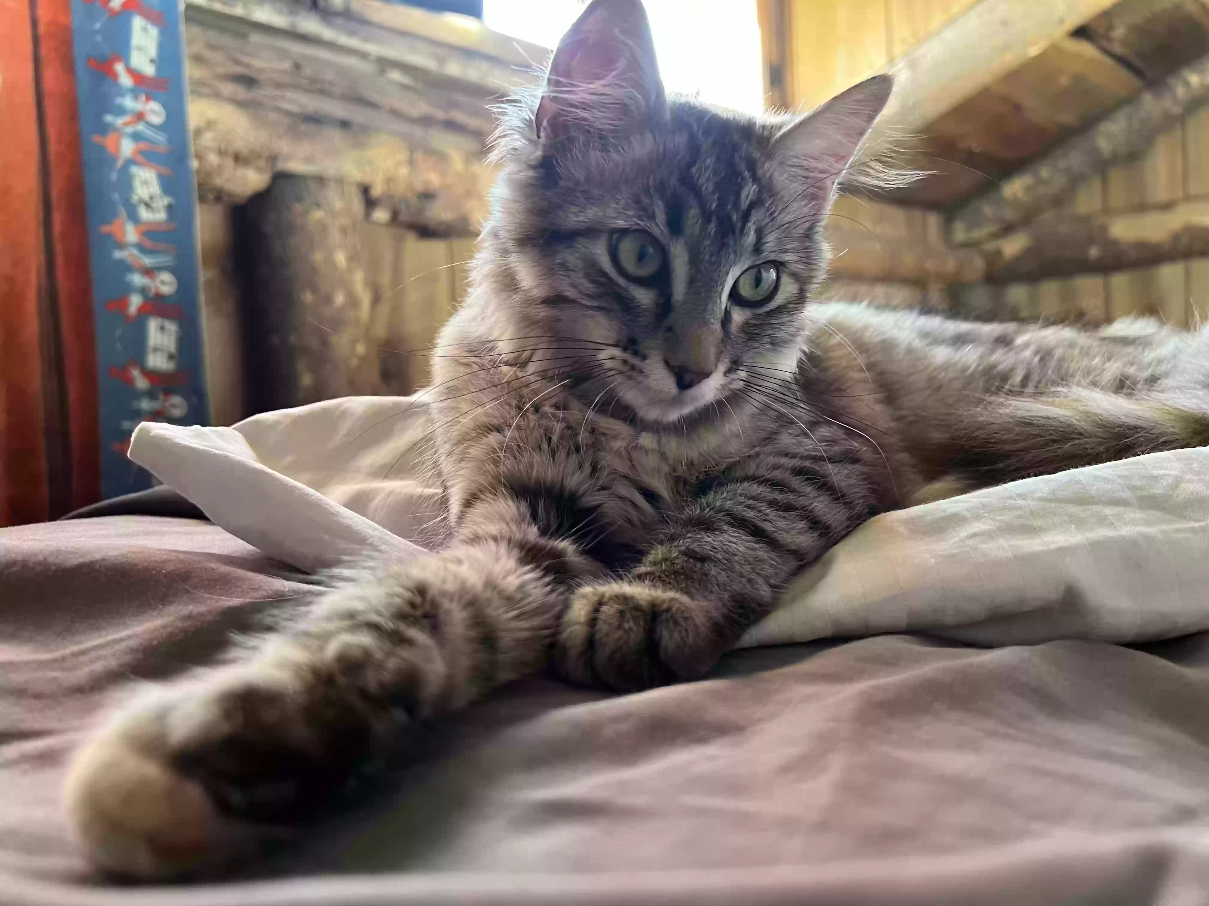 Lost cat in Longmont, CO, 80501