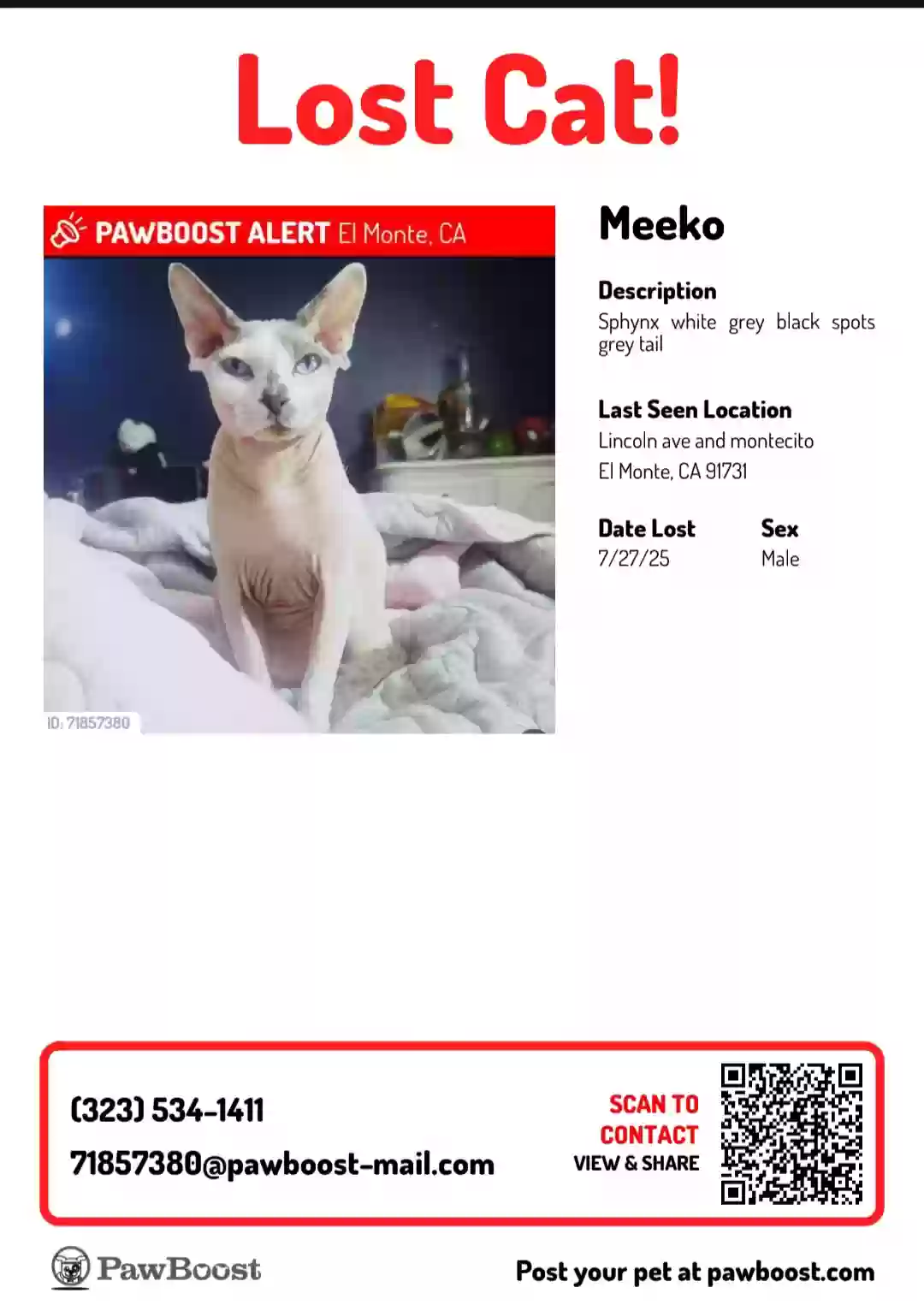 Lost cat in El Monte, CA, 91731