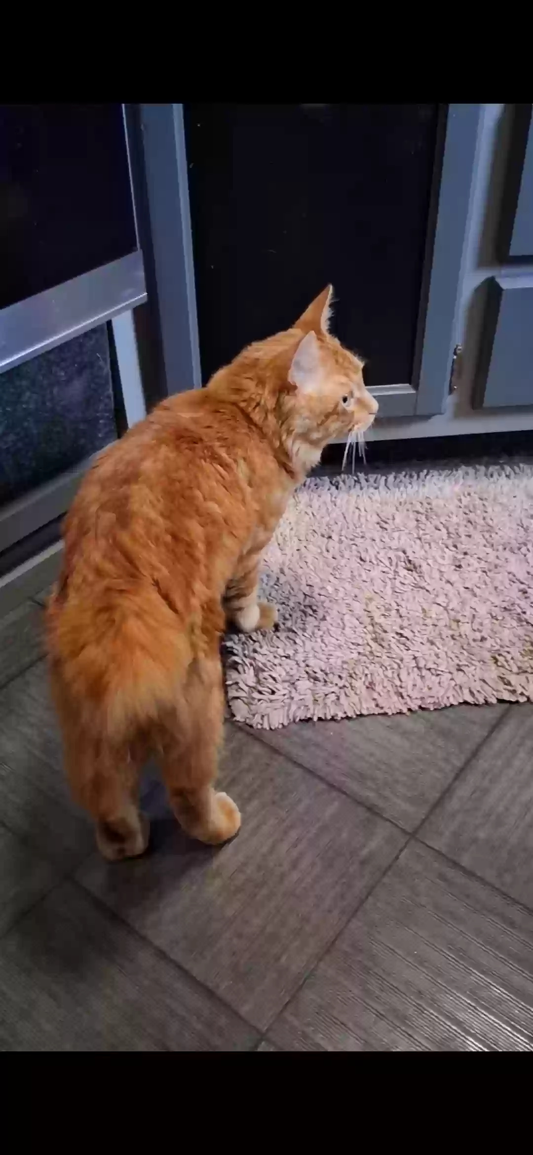 Lost cat in Alpine, CA, 91901