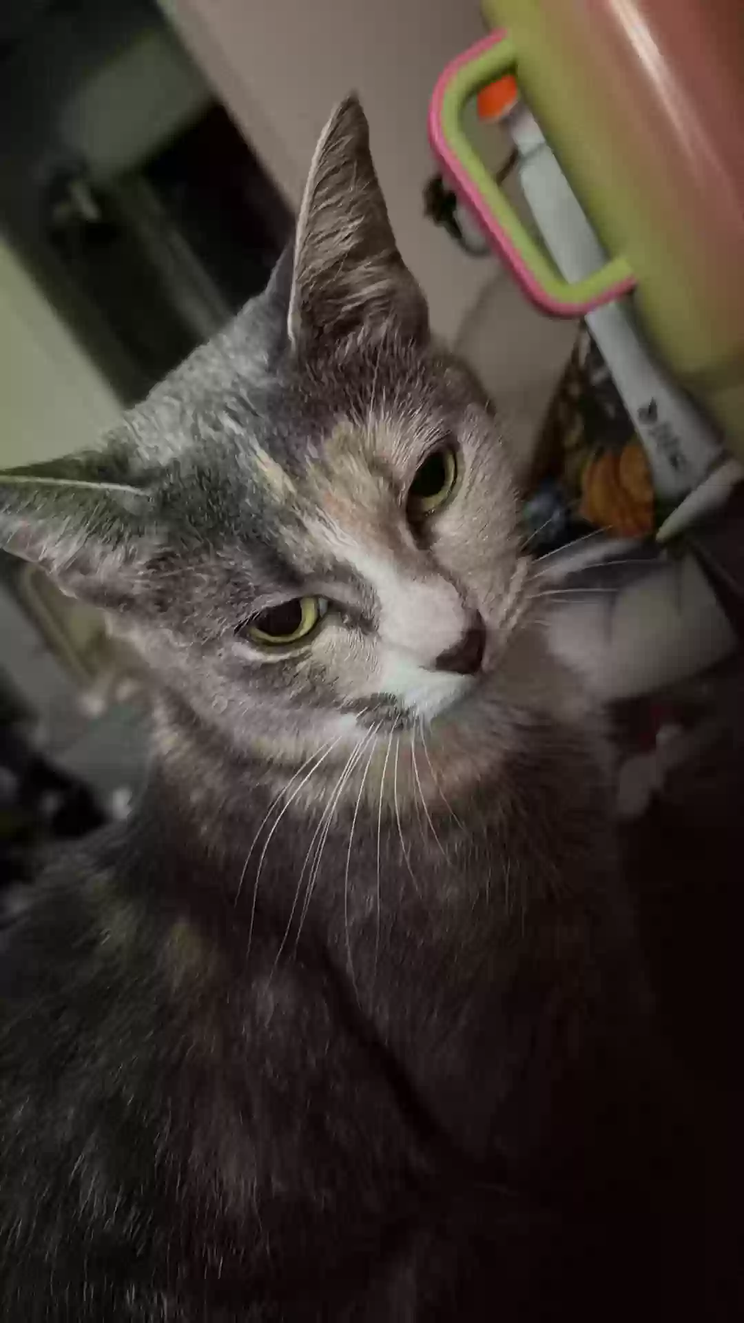 Lost cat in Norristown, PA, 19401