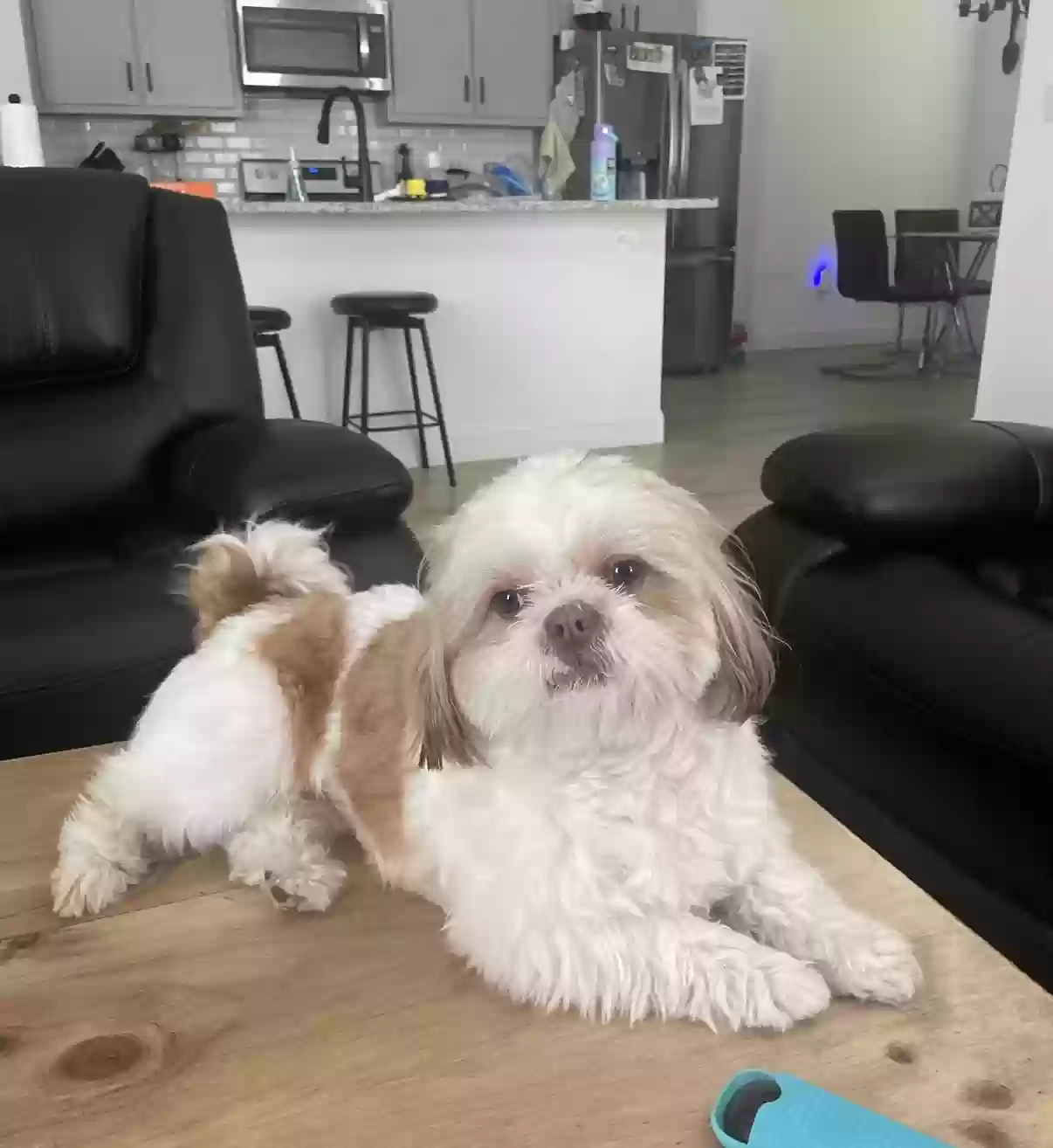 Lost dog in Lancaster, TX, 75146