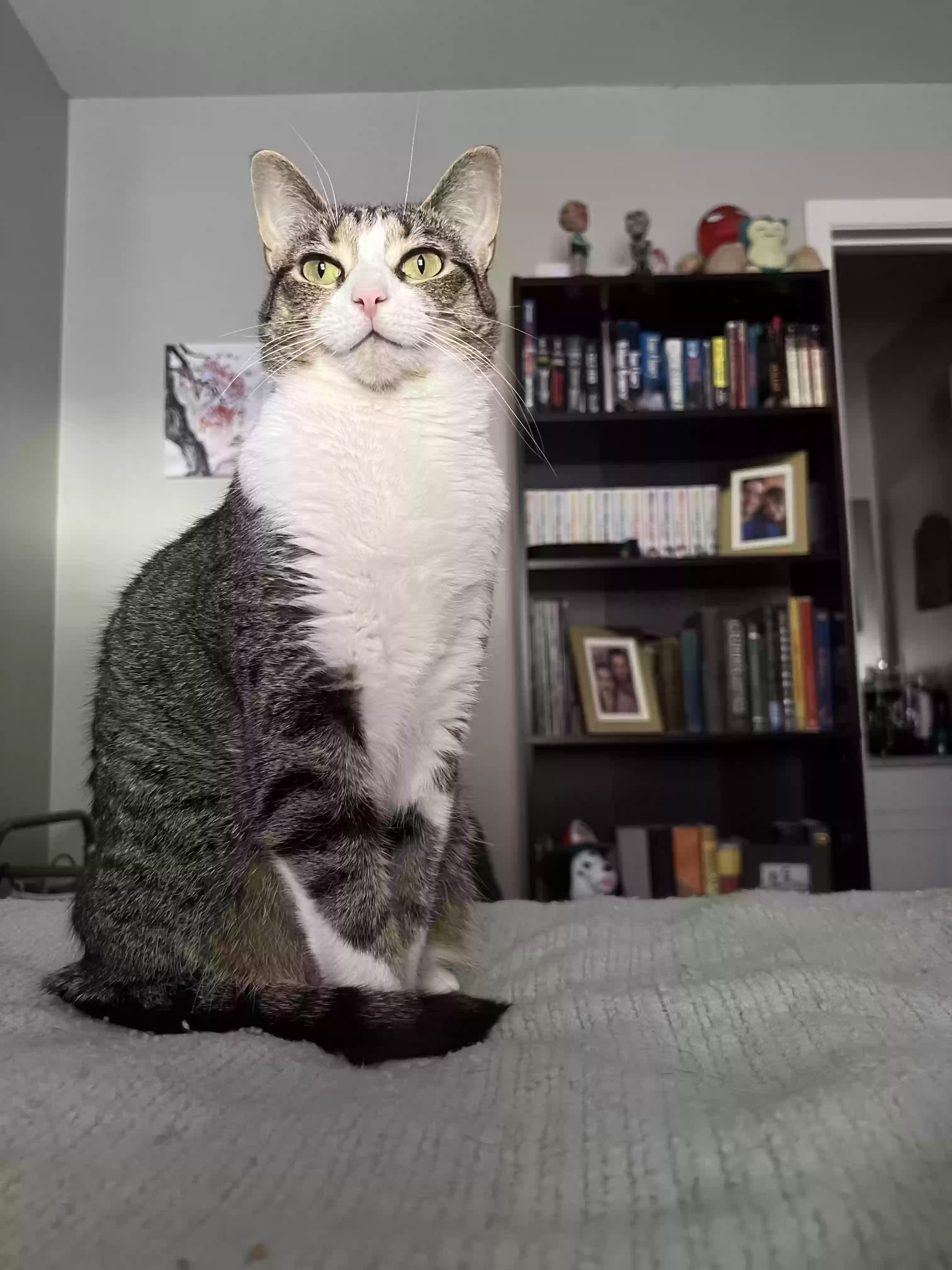 Lost cat in Canton, MI, 48187