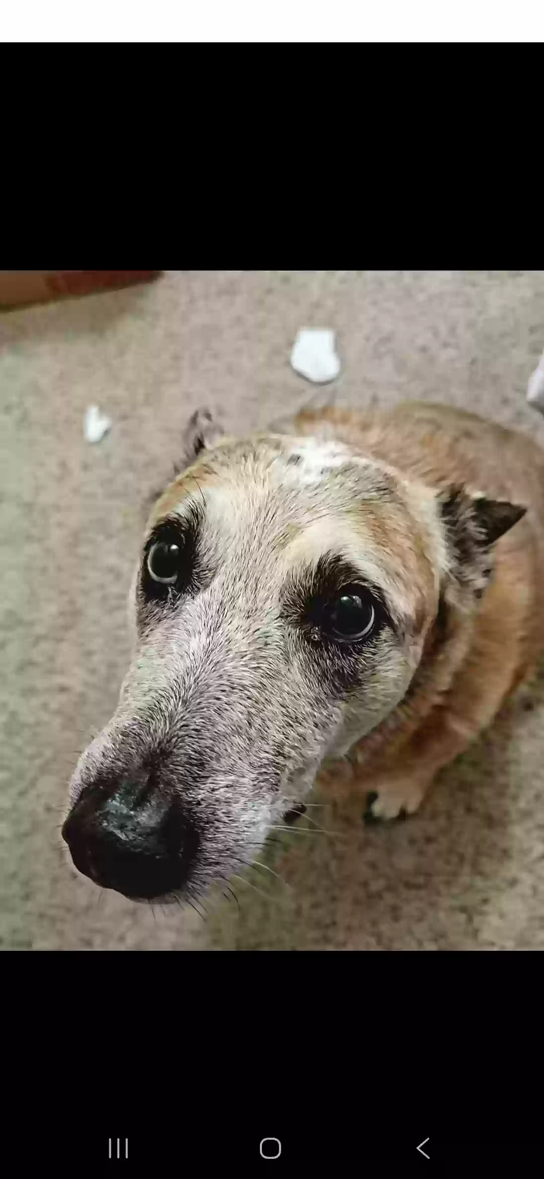 Lost dog in Azle, TX, 76020