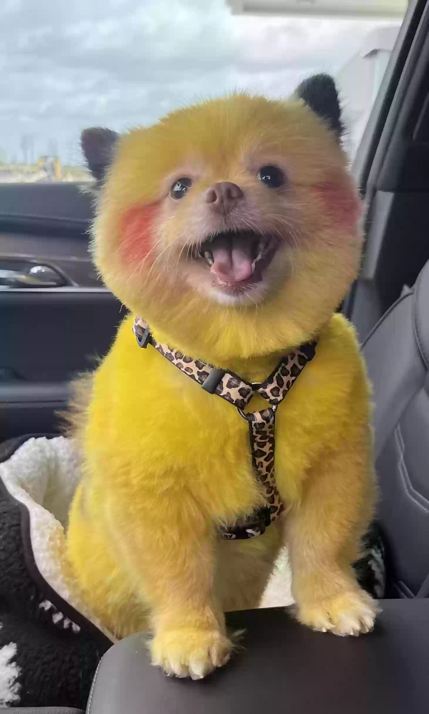 Lost dog in Forney, TX, 75126