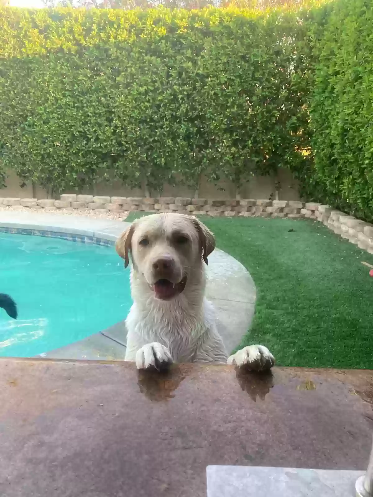 Lost dog in Desert Hot Springs, CA, 92240