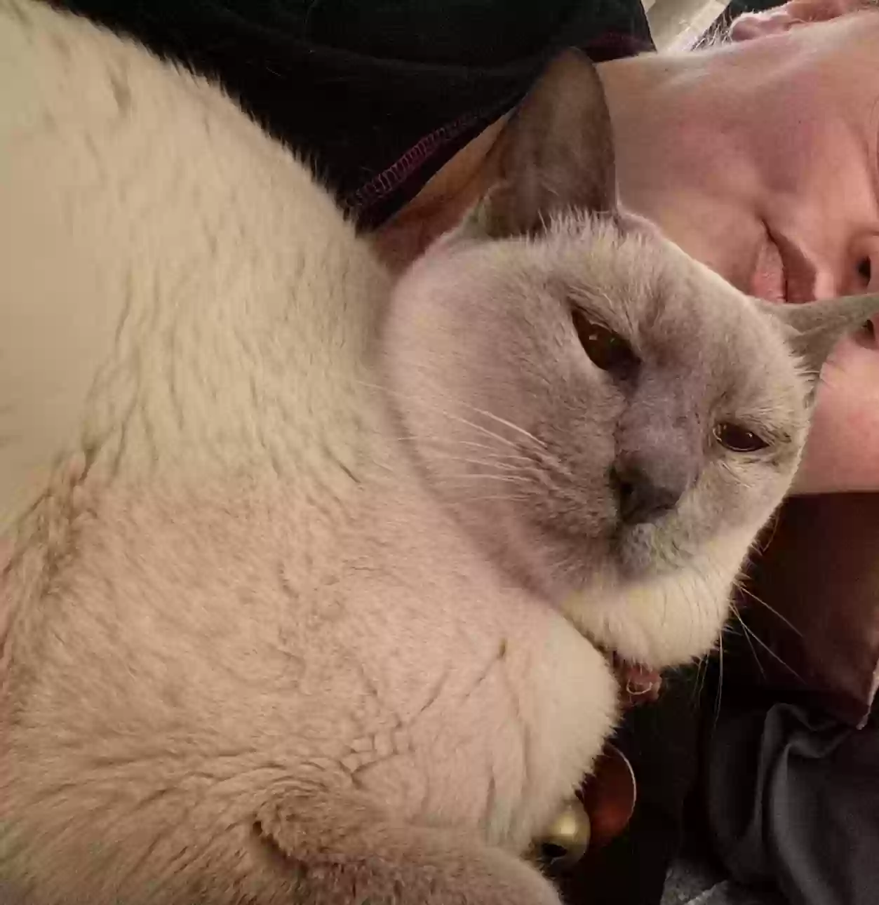 Lost cat in Abingdon, VA, 24211