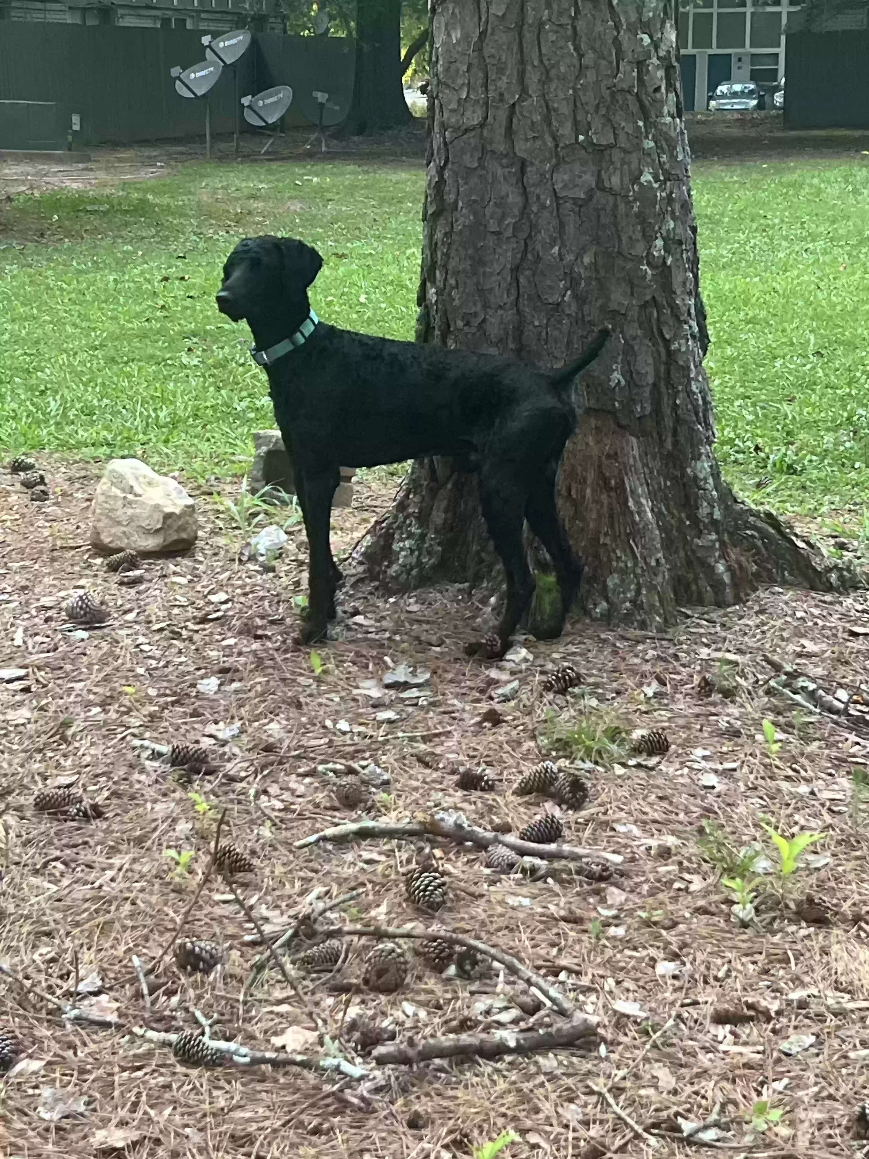 Lost dog in Forest Park, GA, 30297