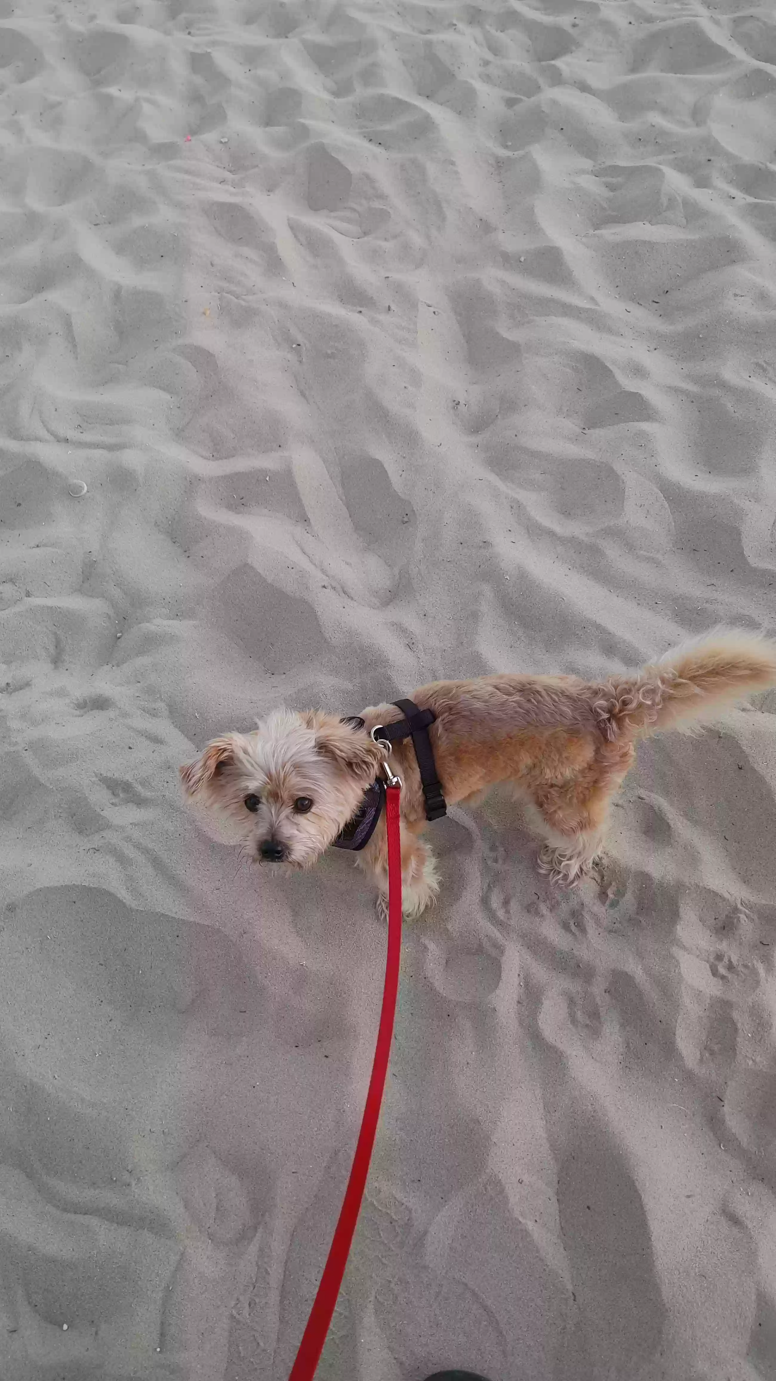 Lost dog in Santa Ana, CA, 92707