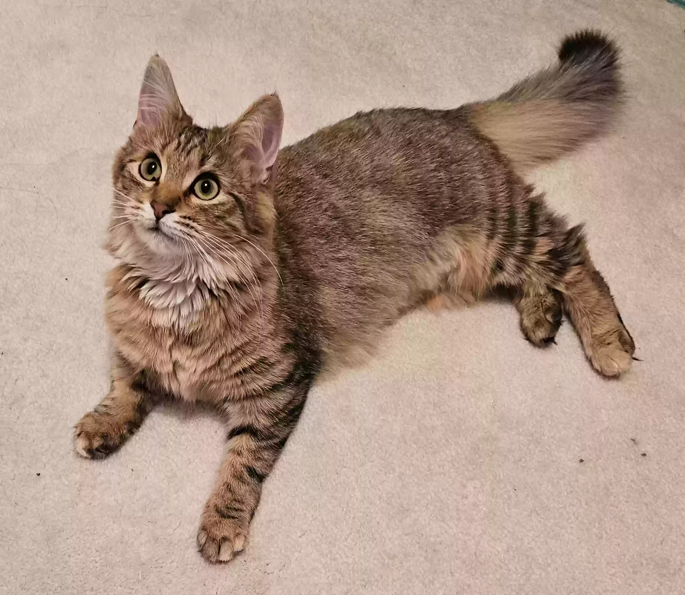 Lost cat in Indianapolis, IN, 46219