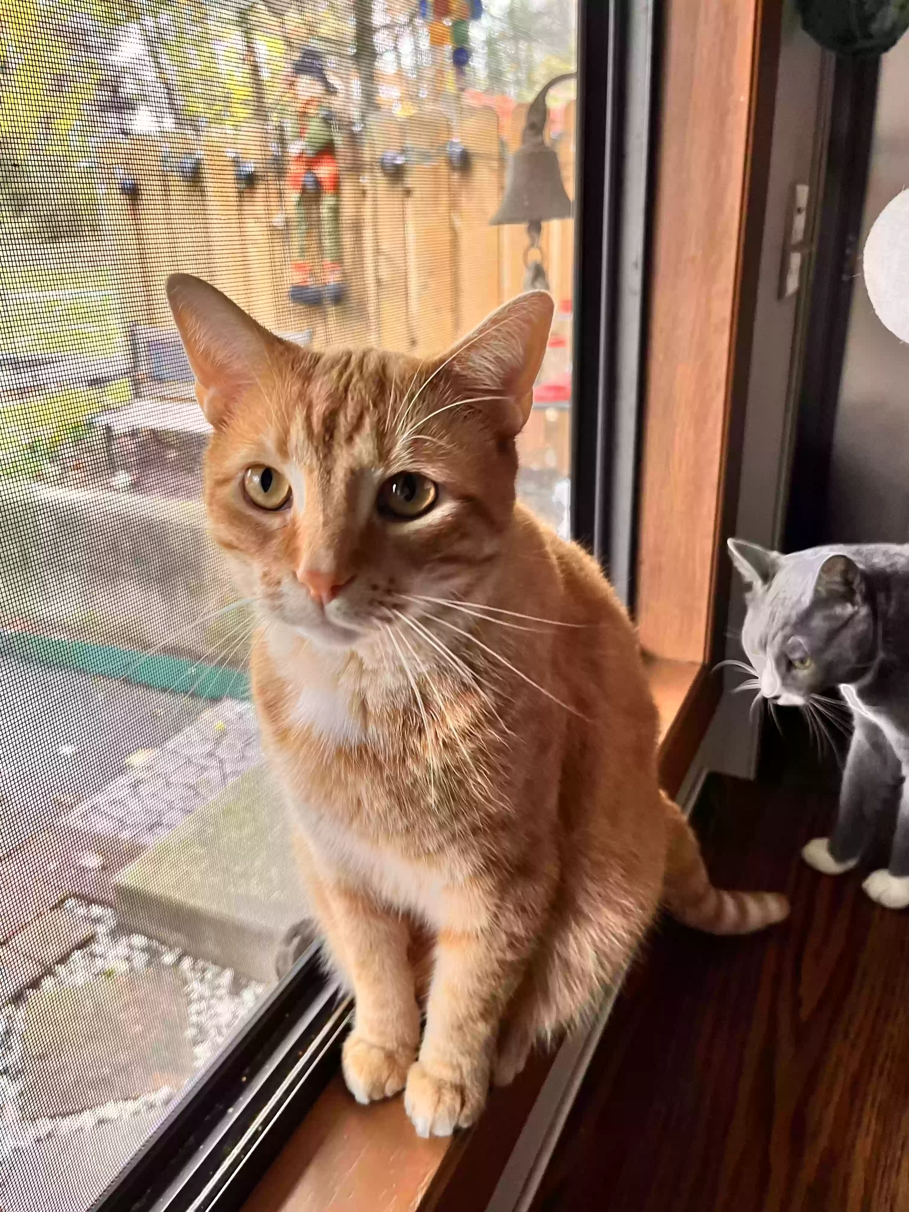 Lost cat in Richmond, VA, 23223