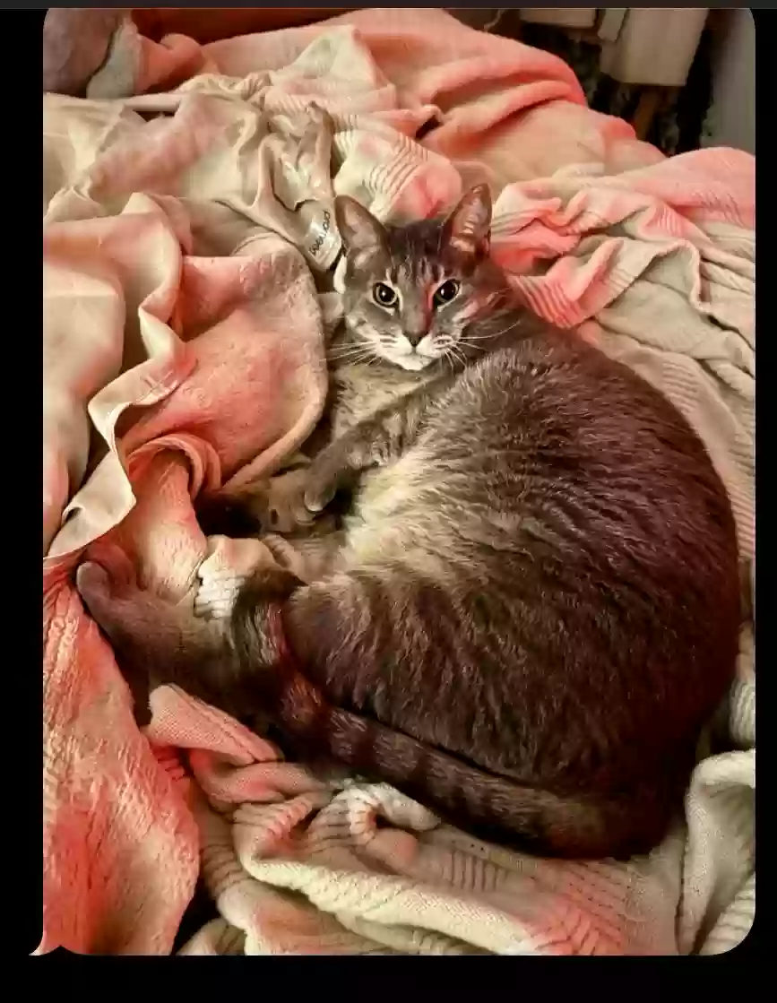 Lost cat in Manchaca, TX, 78652